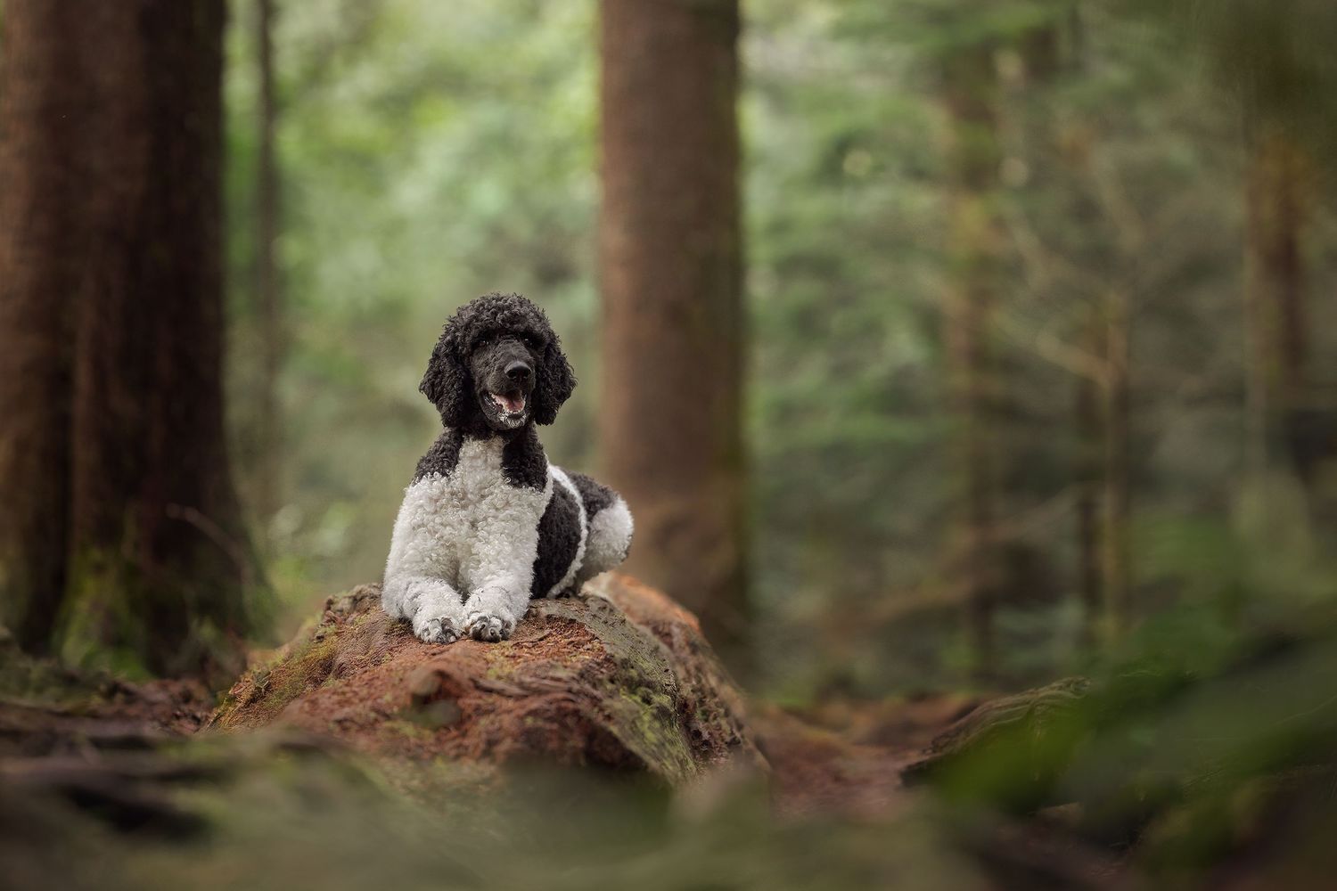 Black dog stands alert in lush green forest with sunlight filtering through trees.