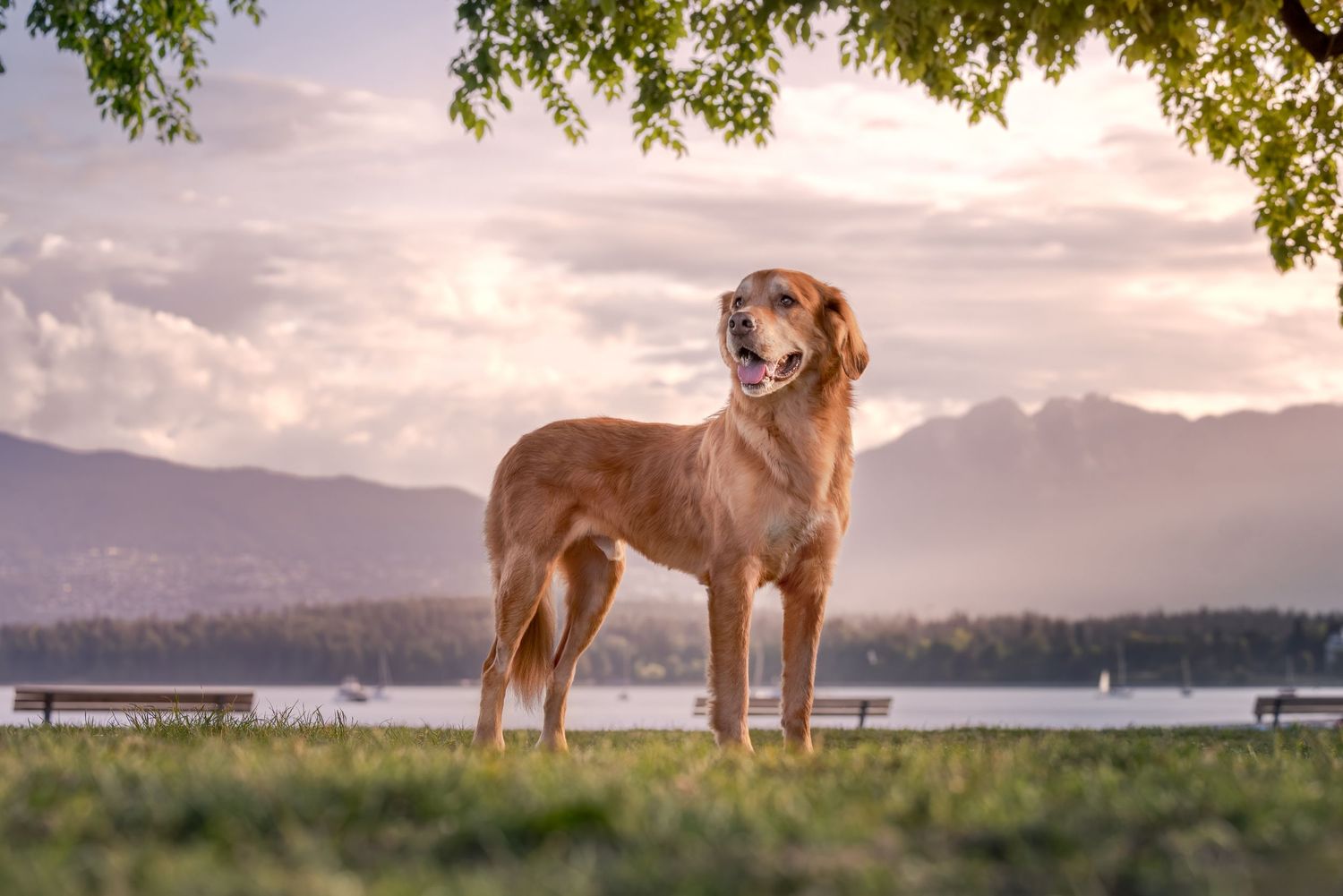 Golden retriever standing on green grass by a lake with mountains and dramatic sunset sky in the background.