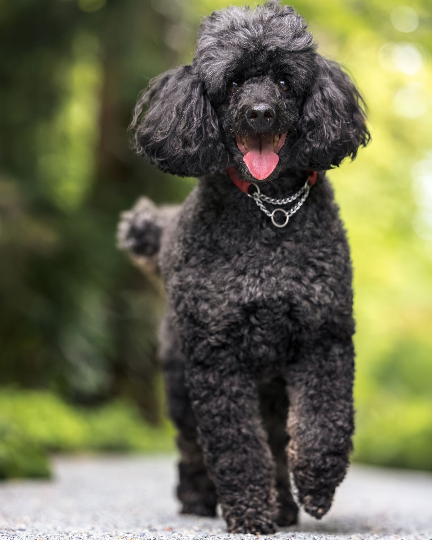 Black poodle with curly fur and red collar trotting happily on a path with green bokeh background.