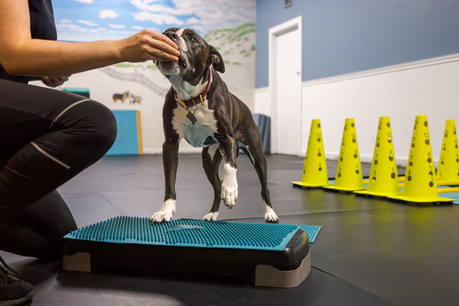 A dog trainer rewards a black and white dog standing on a balance board during an agility training session indoors.