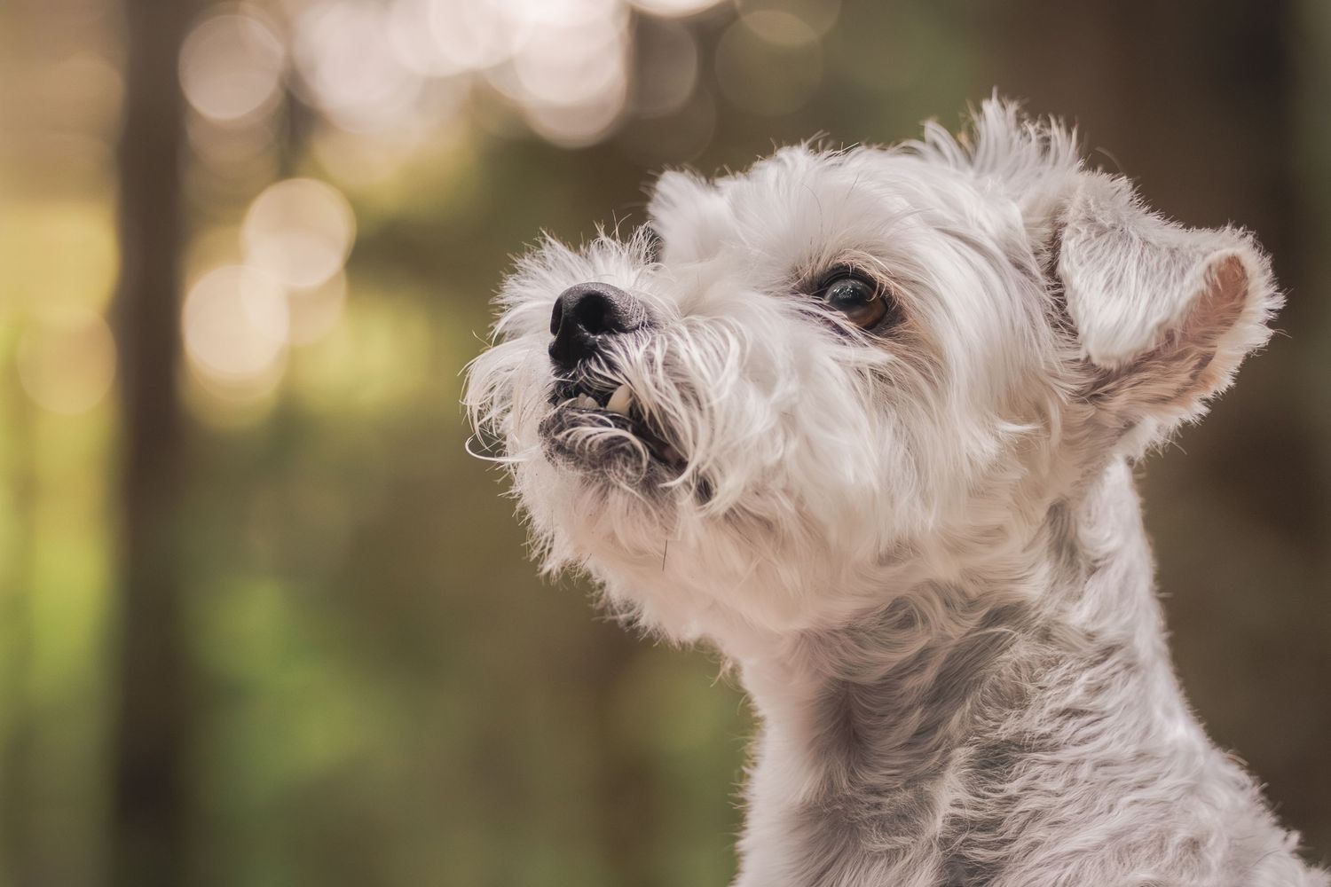 A fluffy white Miniature Schnauzer dog gazes upward outdoors with a soft bokeh green background.