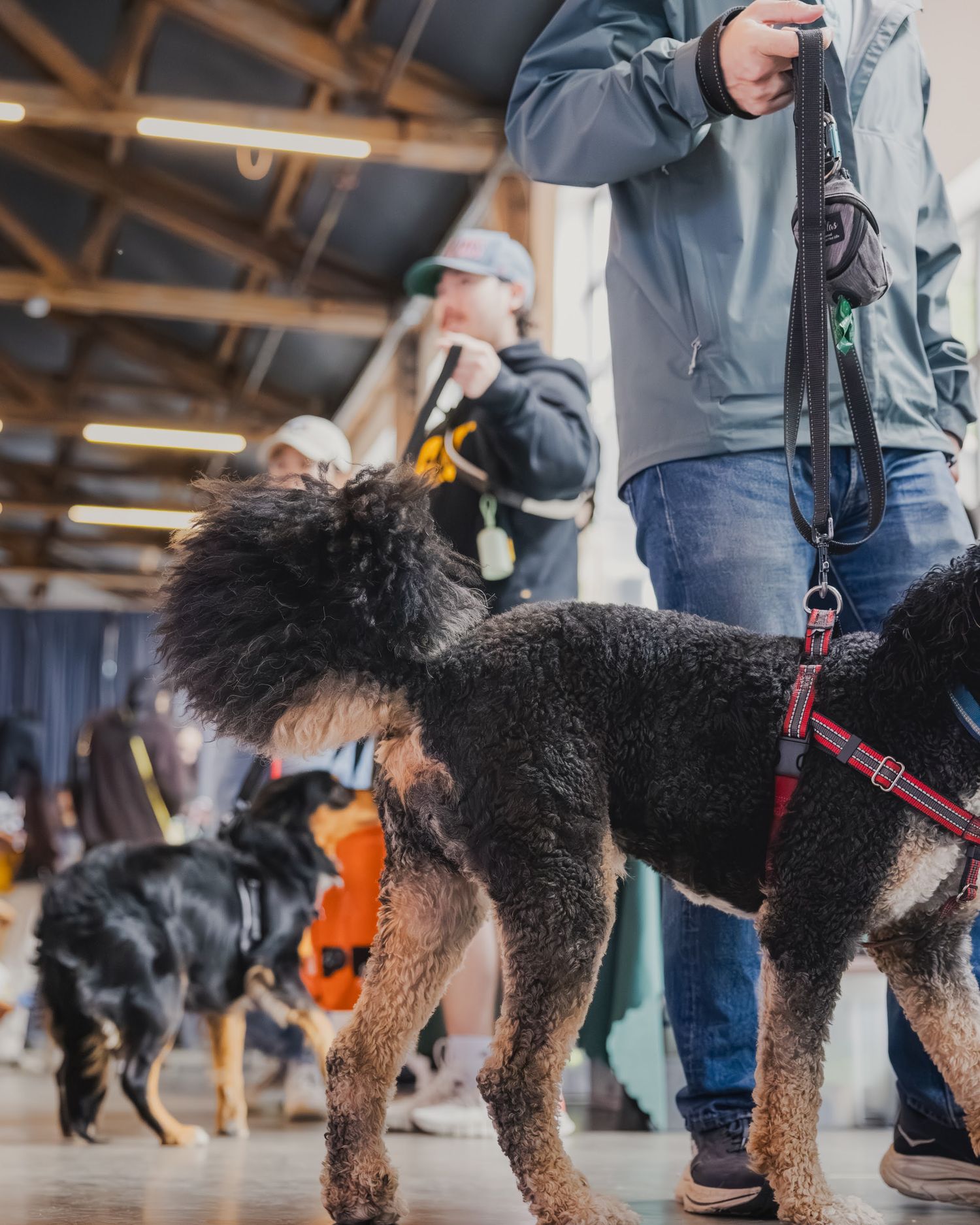Curly-haired dogs on leashes walk indoors at a dog event with owners in casual attire.