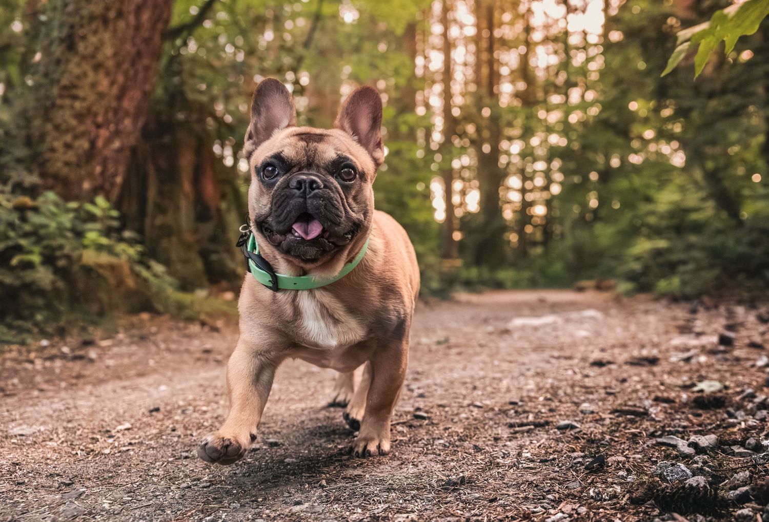 A happy French Bulldog runs along a forest trail, tongue out, wearing a green collar.