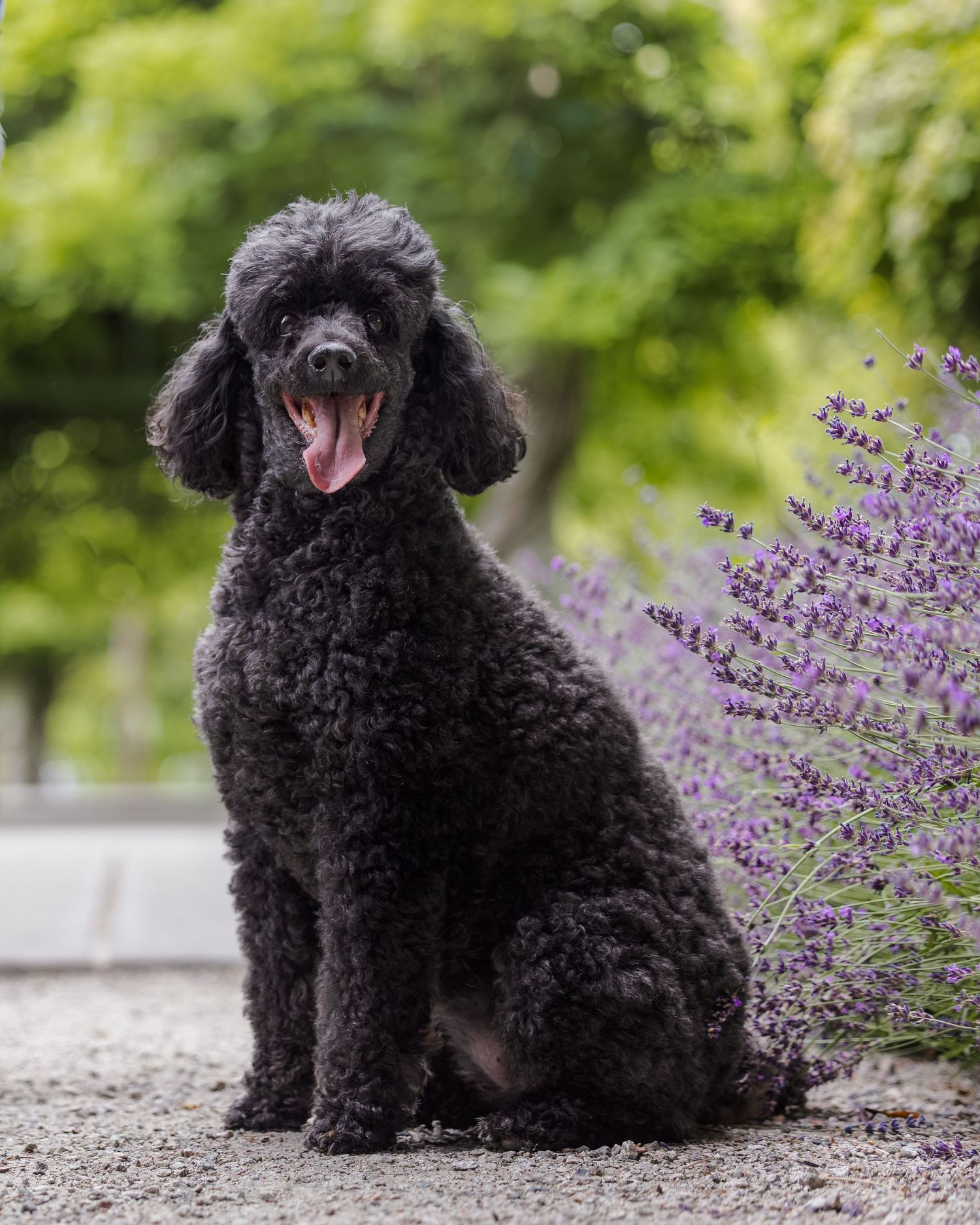 Black standard poodle sitting beside purple lavender flowers, tongue out, in a lush green garden setting.