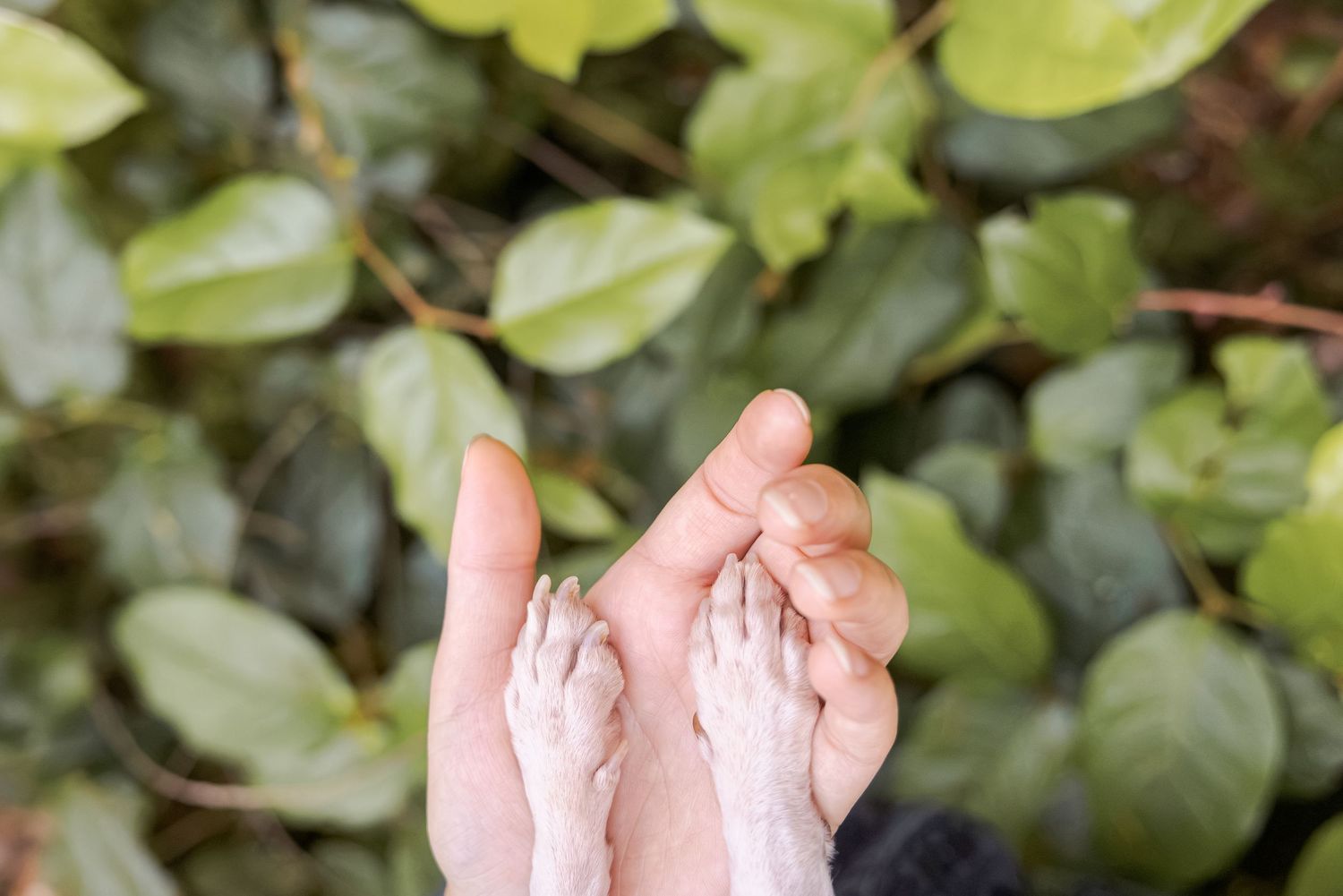 Human hands gently holding small dog paws together against a background of lush green leaves.
