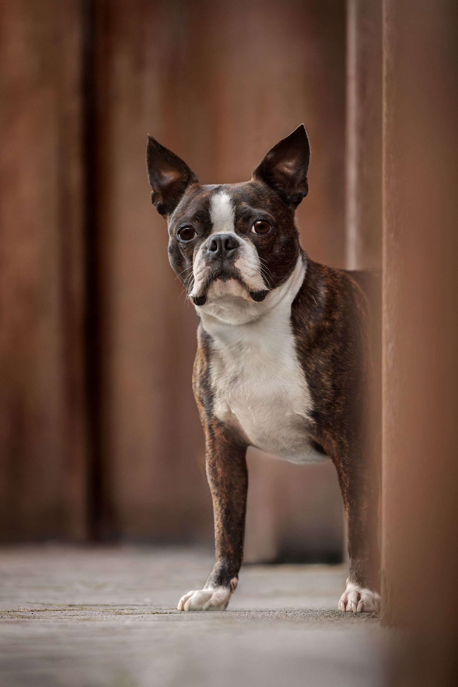 A brindle Boston Terrier stands alert between wooden pillars, gazing directly at the camera.