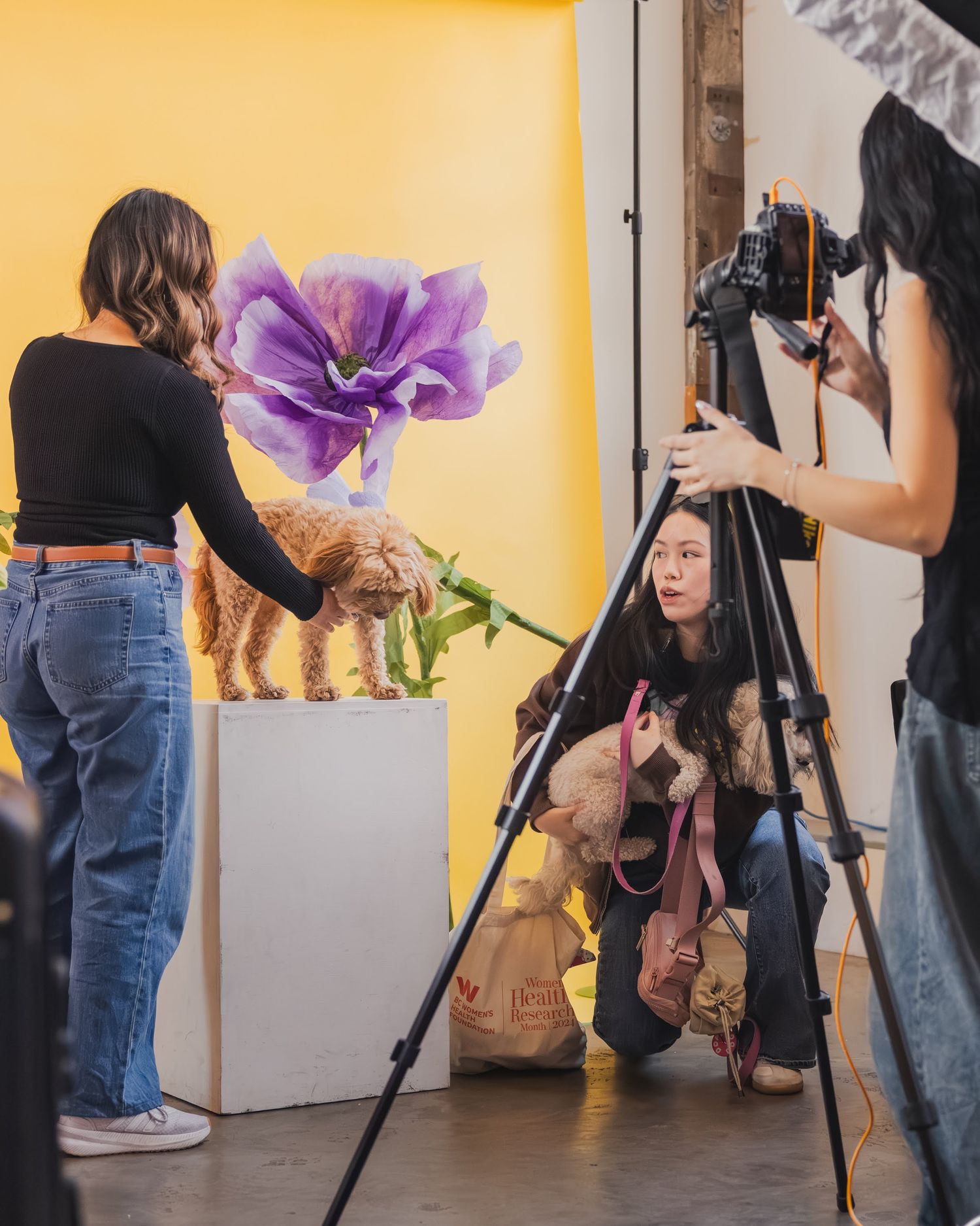 Photographers capture a fluffy dog posed with large purple flowers on a white pedestal.