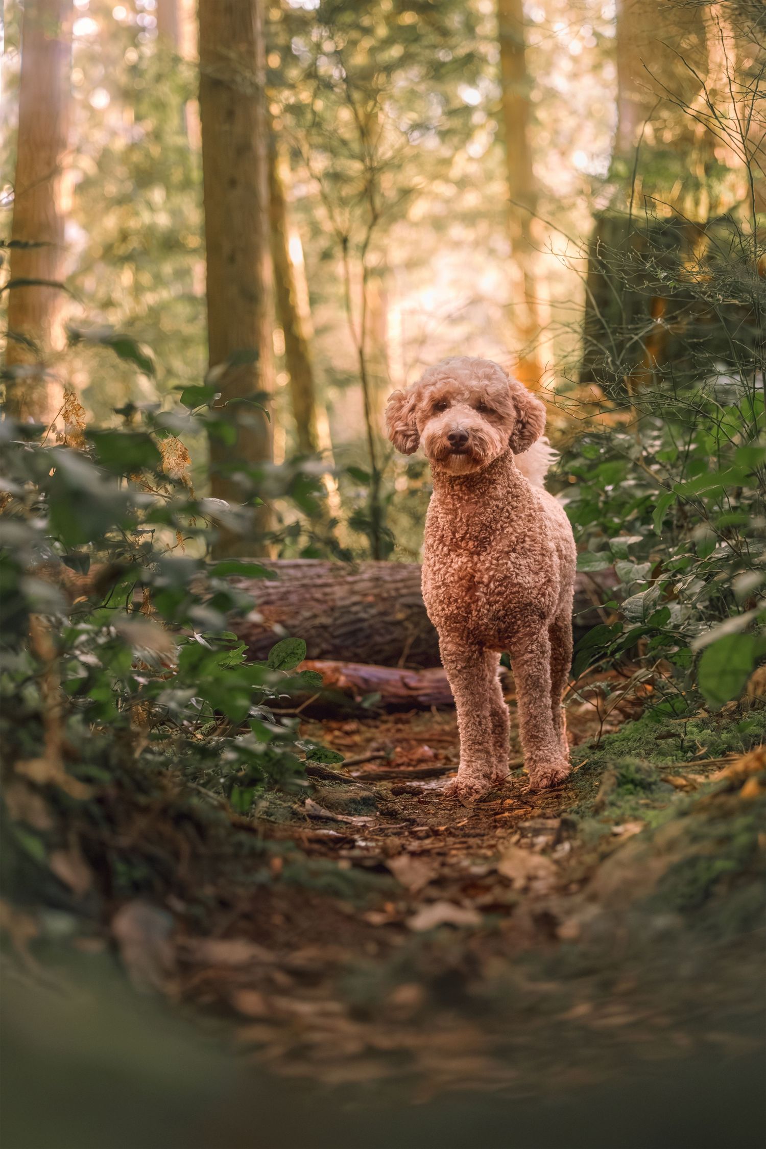 A fluffy brown poodle stands on a forest path surrounded by lush greenery and tall trees in warm golden light.