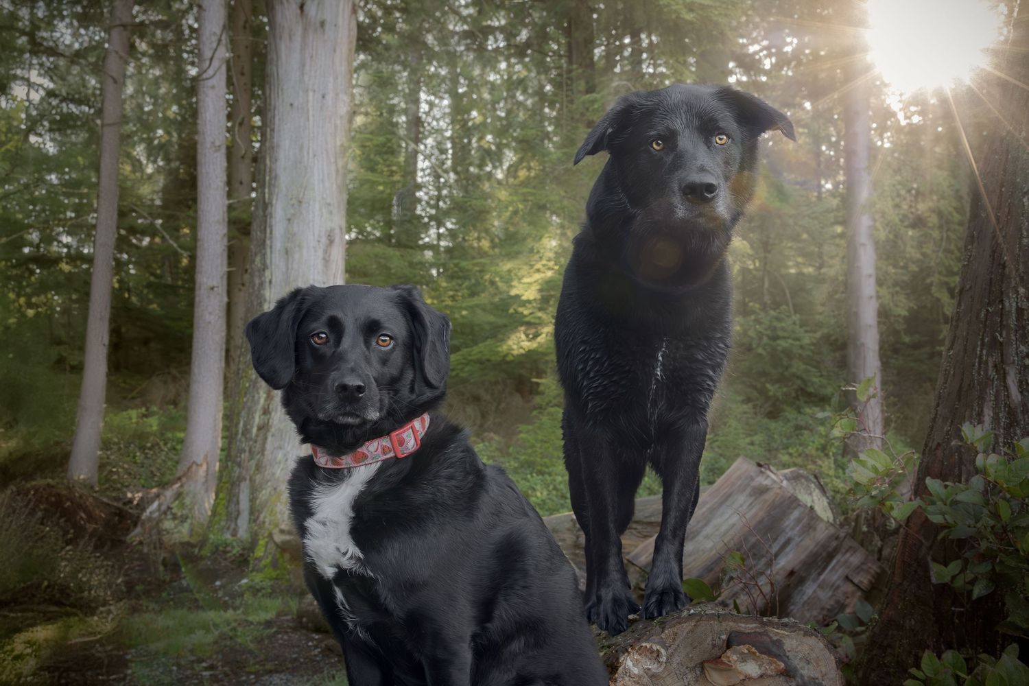 Two black dogs pose together in a sunlit forest setting among trees. Taken by Dog Photographer in Vancouver.