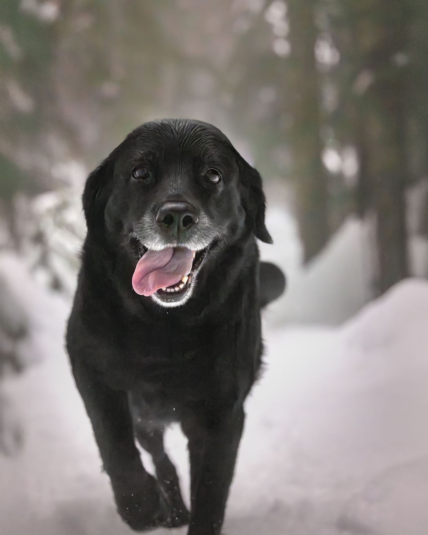 Black dog playing and running through snowy forest landscape with joyful expressions in winter setting.