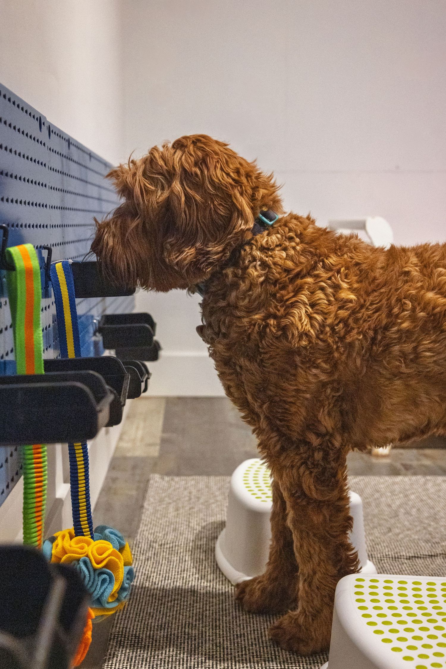 A fluffy brown goldendoodle puppy explores a colorful measuring scale against a light background.