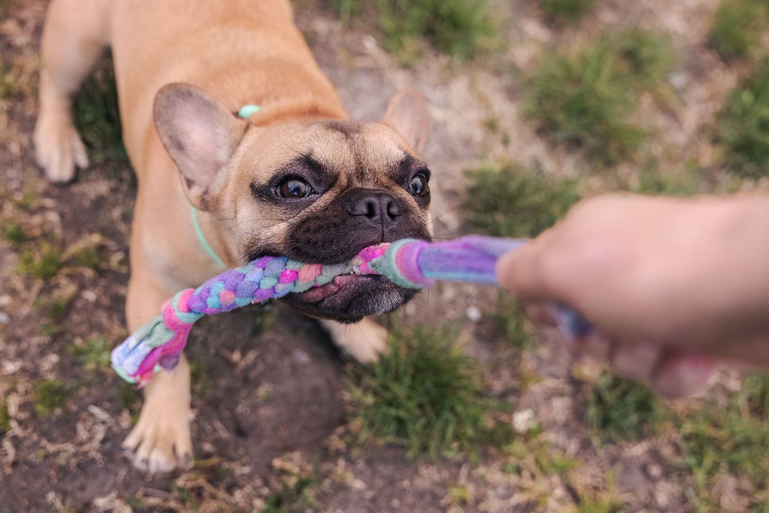 French Bulldog playing tug-of-war with a colorful braided rope toy held by a person outdoors.