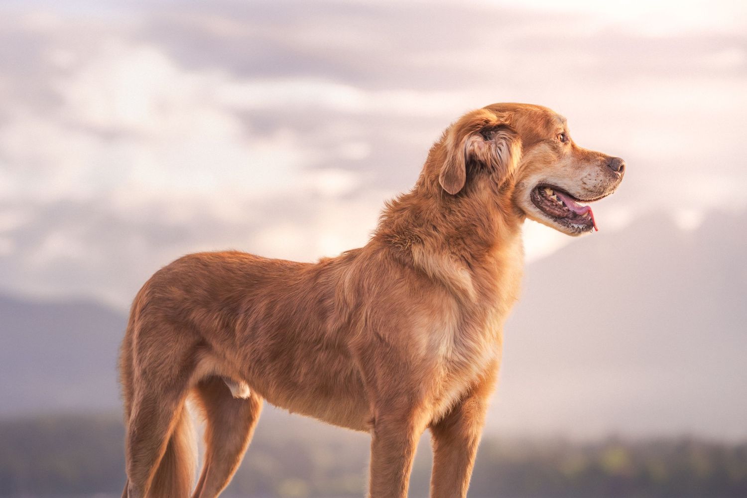 A golden retriever dog stands proudly outdoors against a soft cloudy sky with mountains in the background.