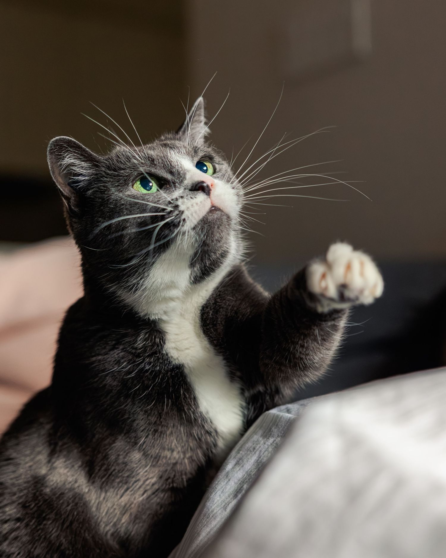 A gray and white cat with heterochromia raises its paw playfully while looking up with striking blue and green eyes.