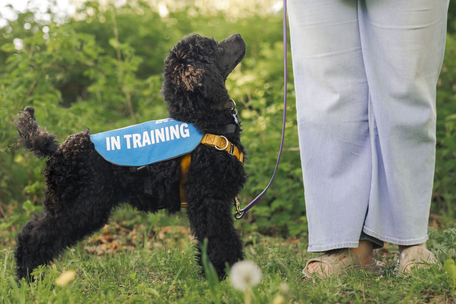 Black poodle puppy wearing a blue 'In Training' vest on a leash standing beside a person outdoors.