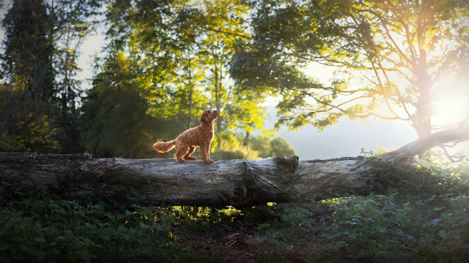 Dog silhouetted against golden sunlight in a forest setting with trees and sunbeams. Taken by Dog Photographer in Vancouver.