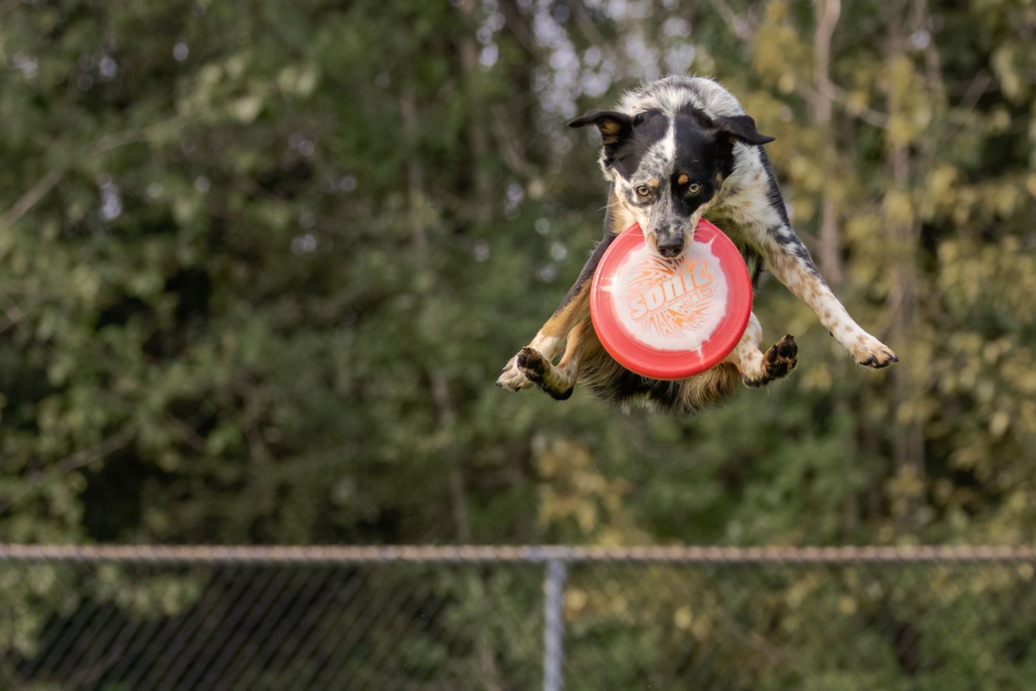 A dog leaps mid-air catching a red frisbee at an outdoor park with a chain-link fence and trees in background.