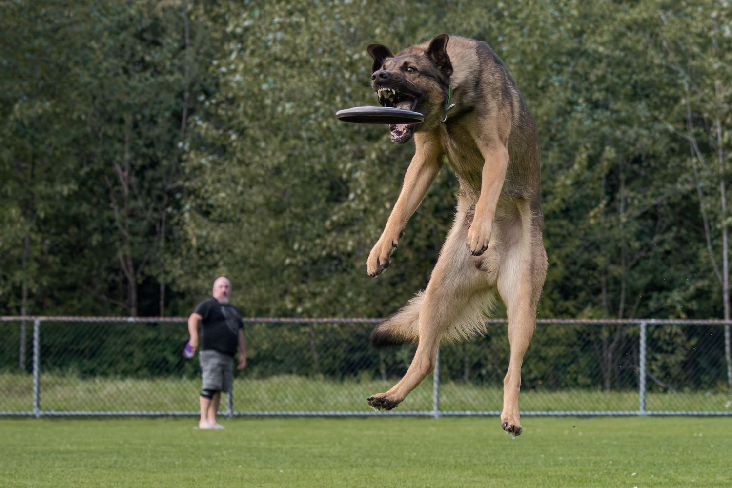 A Belgian Malinois dog leaps high into the air to catch a frisbee while its owner watches in a green park.