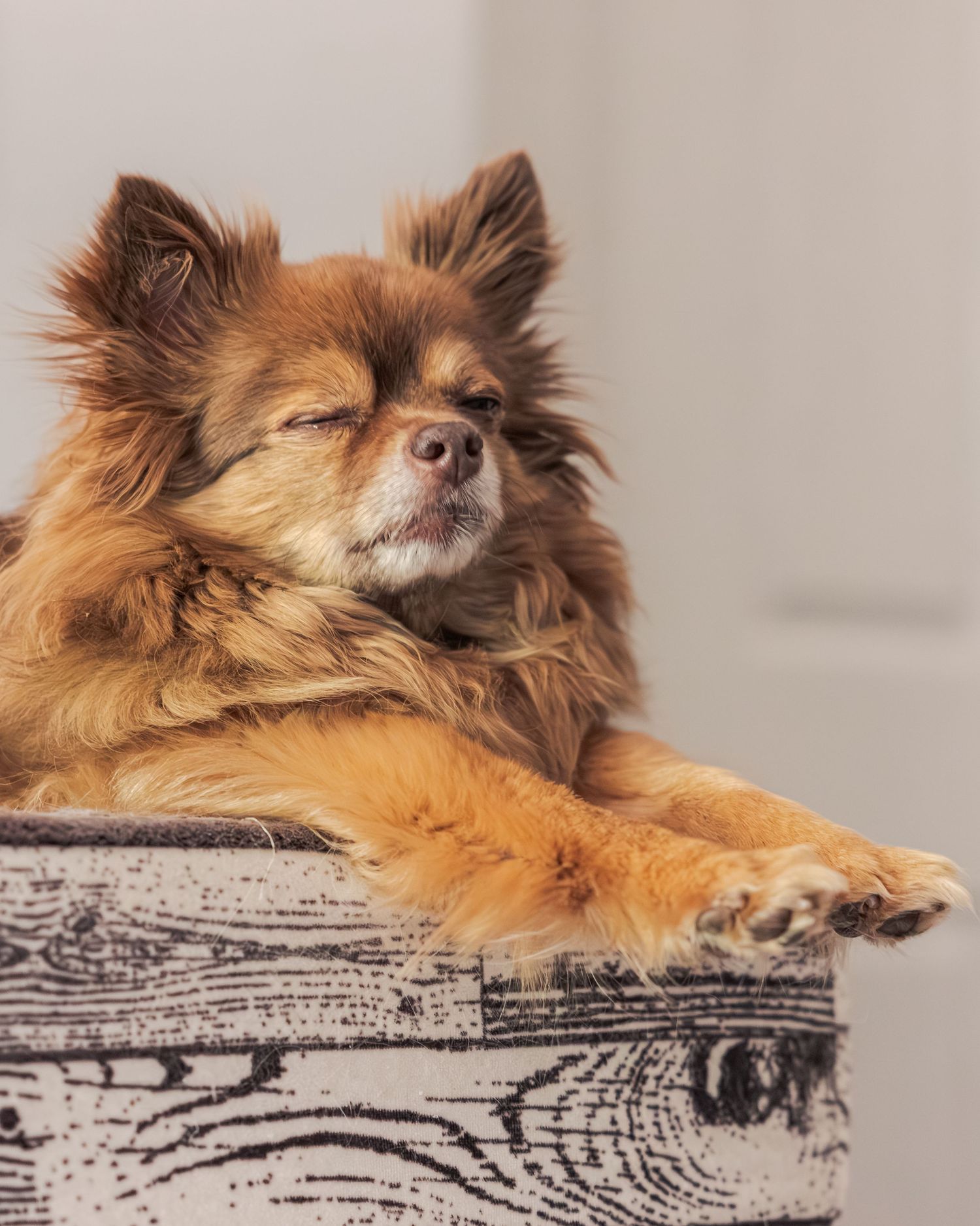 A fluffy golden Pomeranian dog resting its paws on a vintage wooden box with eyes closed.