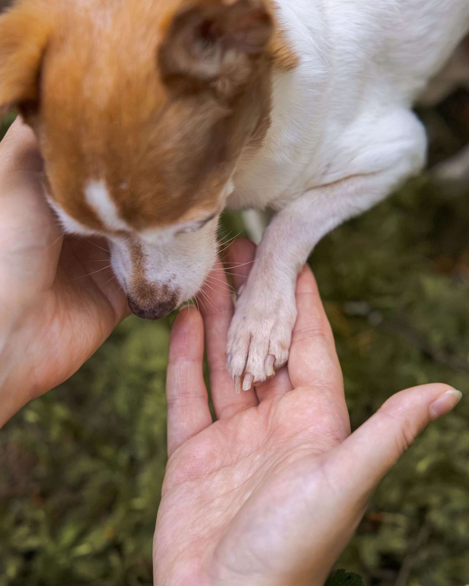 A small Jack Russell terrier dog sniffs and rests its paw on an outstretched human hand outdoors.