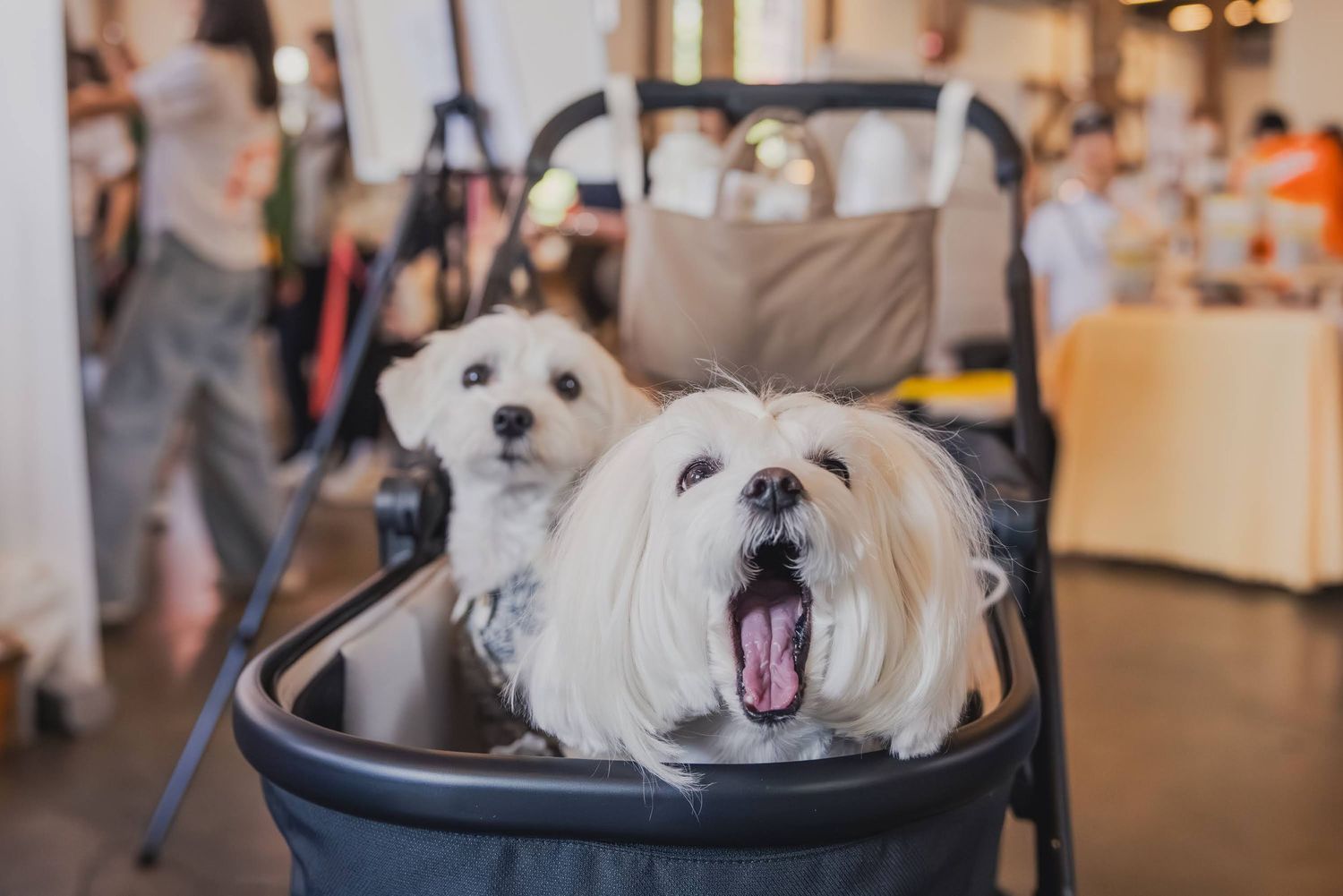 Two white Maltese dogs sitting in a pet stroller, one yawning, inside a bright indoor venue.