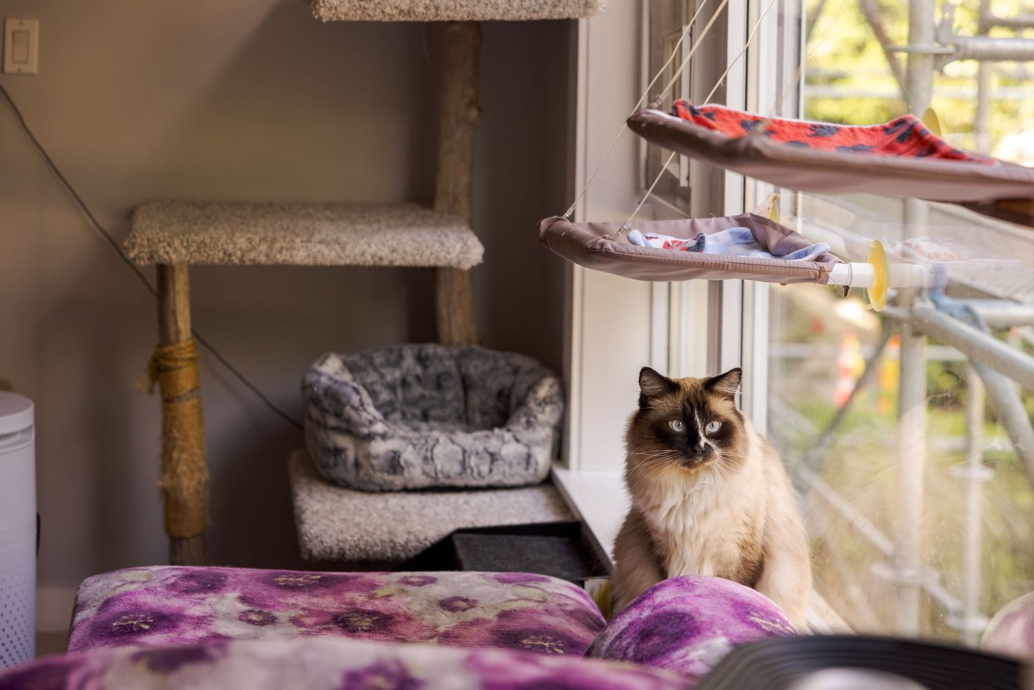 Ragdoll cat sitting by a window near a cat tree and cozy pet bed in a decorated indoor cat room.