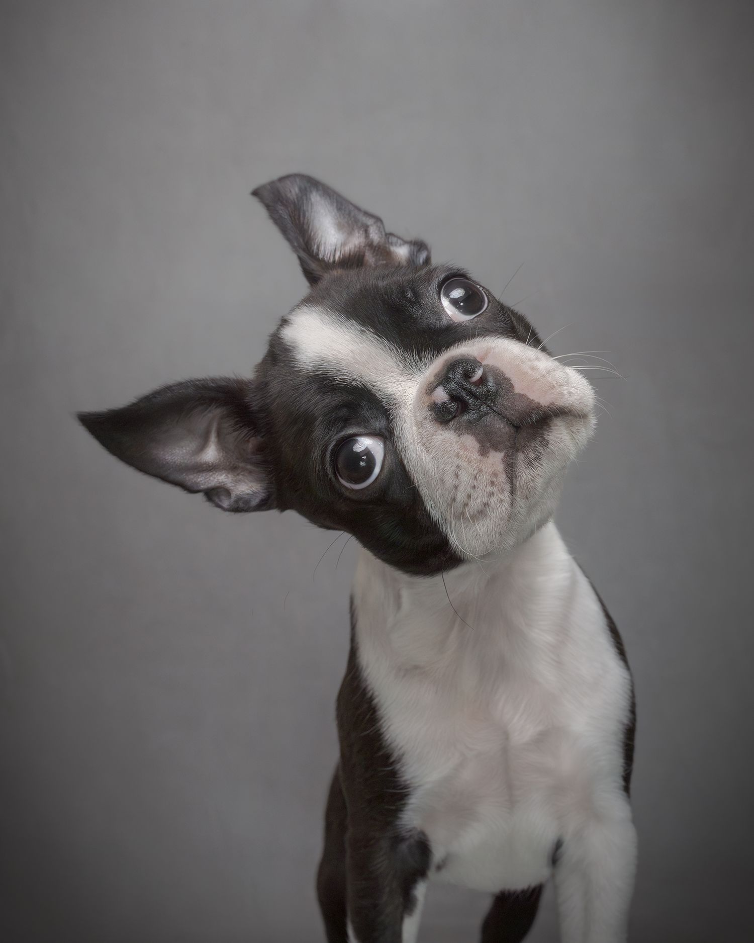 Black and white Boston Terrier dog shown in a series of expressive head poses against a dark background.