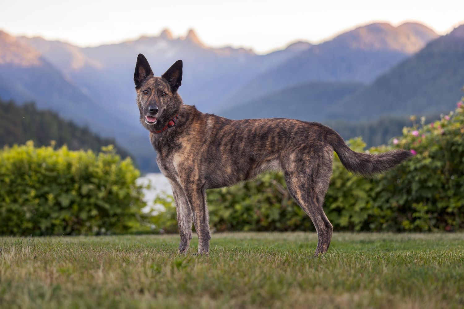 Brindle Dutch Shepherd dog standing on green grass with mountain landscape and blue sky in background.