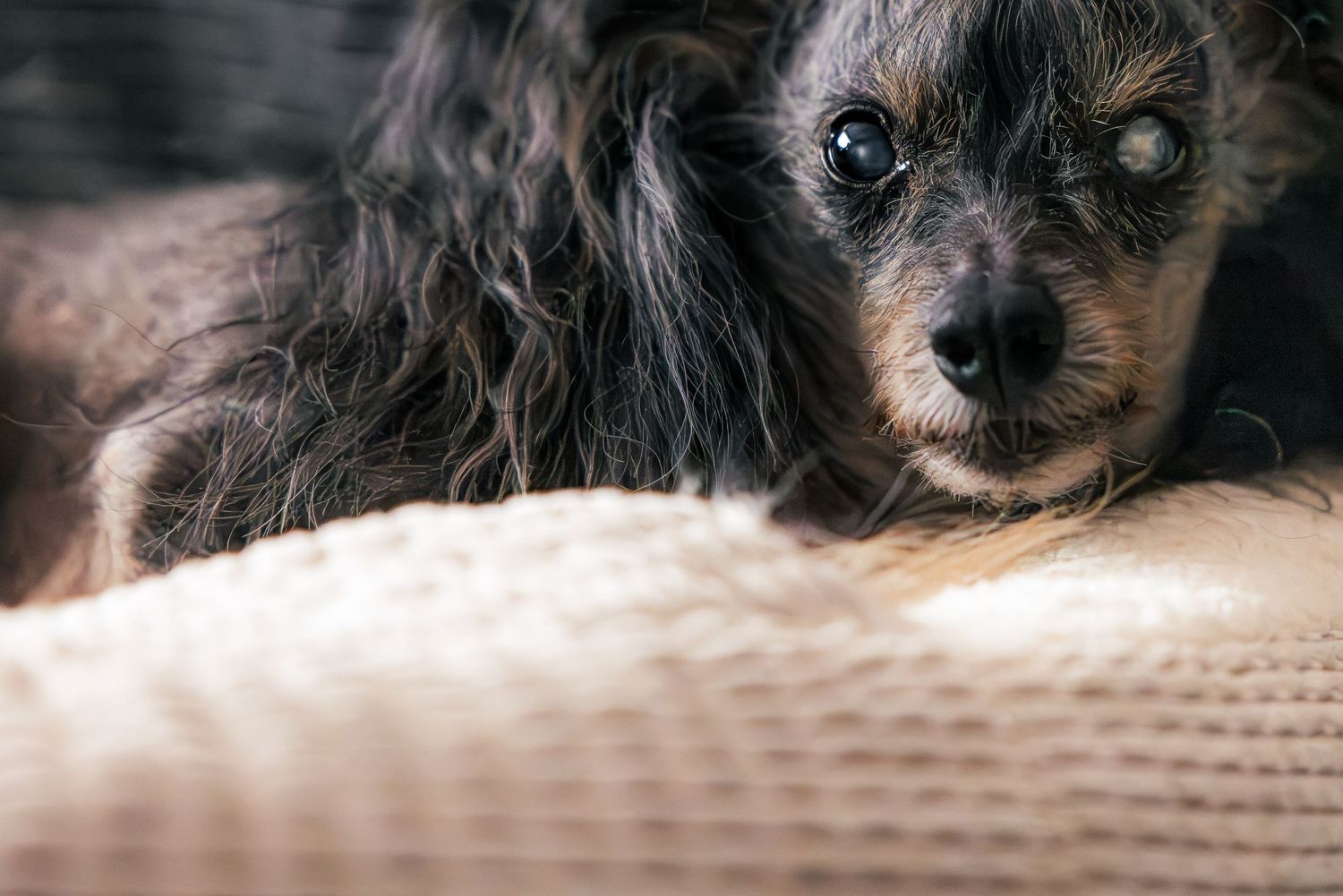 A small scruffy dog with dark fur rests its chin on a textured beige surface, gazing softly at the camera.