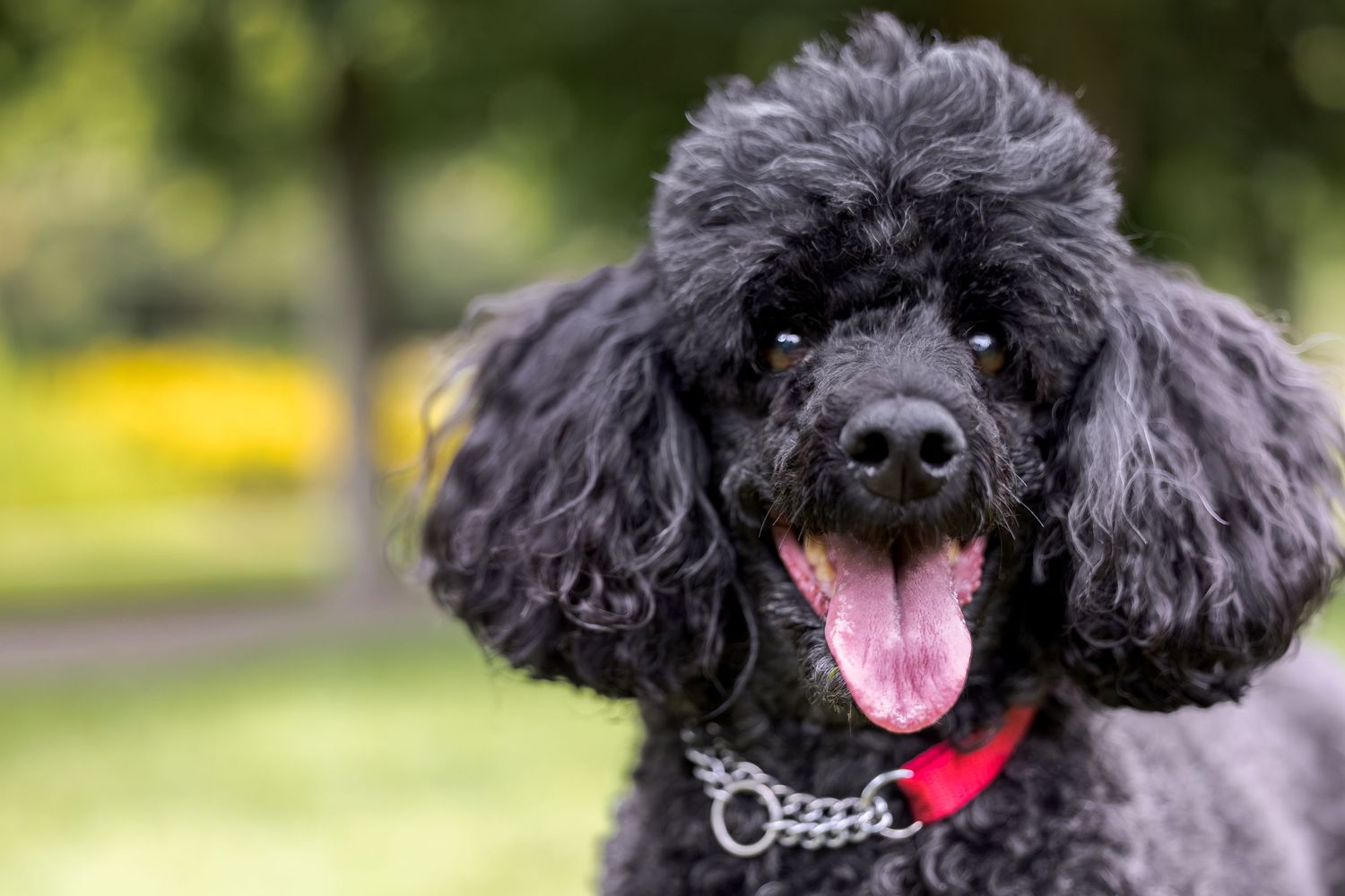A happy black poodle with curly fur and red collar, tongue out, in a lush green park.