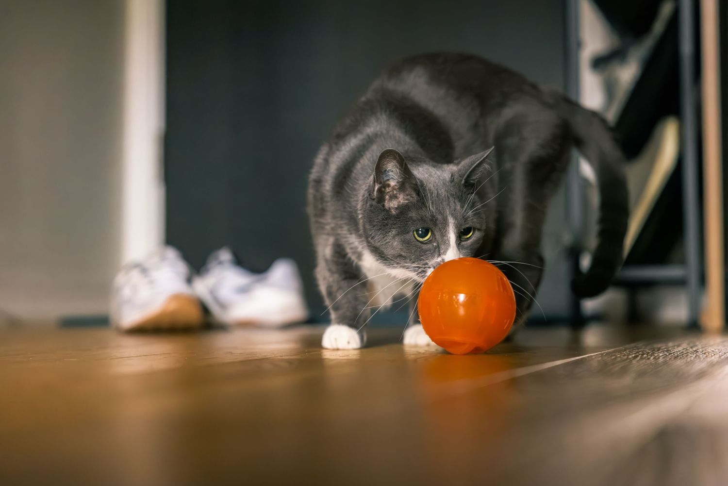 Gray cat sniffing an orange ball toy on a hardwood floor indoors.