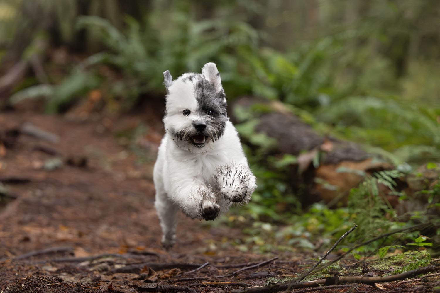 A fluffy white and gray miniature schnauzer puppy joyfully leaping mid-air along a forest trail.