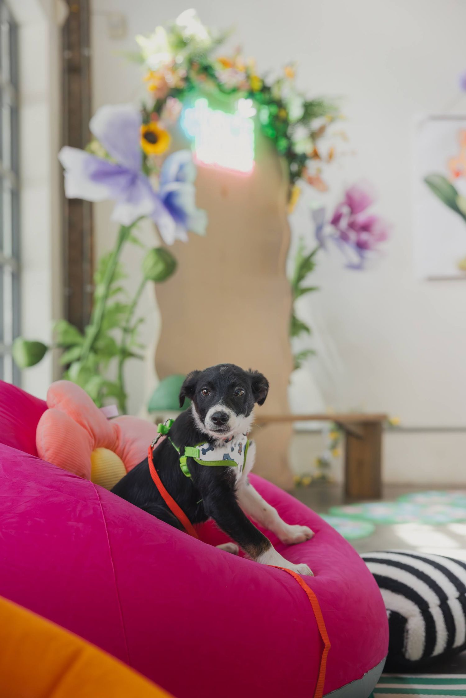 Small black and white puppy wearing a green harness sits on a pink bean bag chair surrounded by colorful flower decorations.