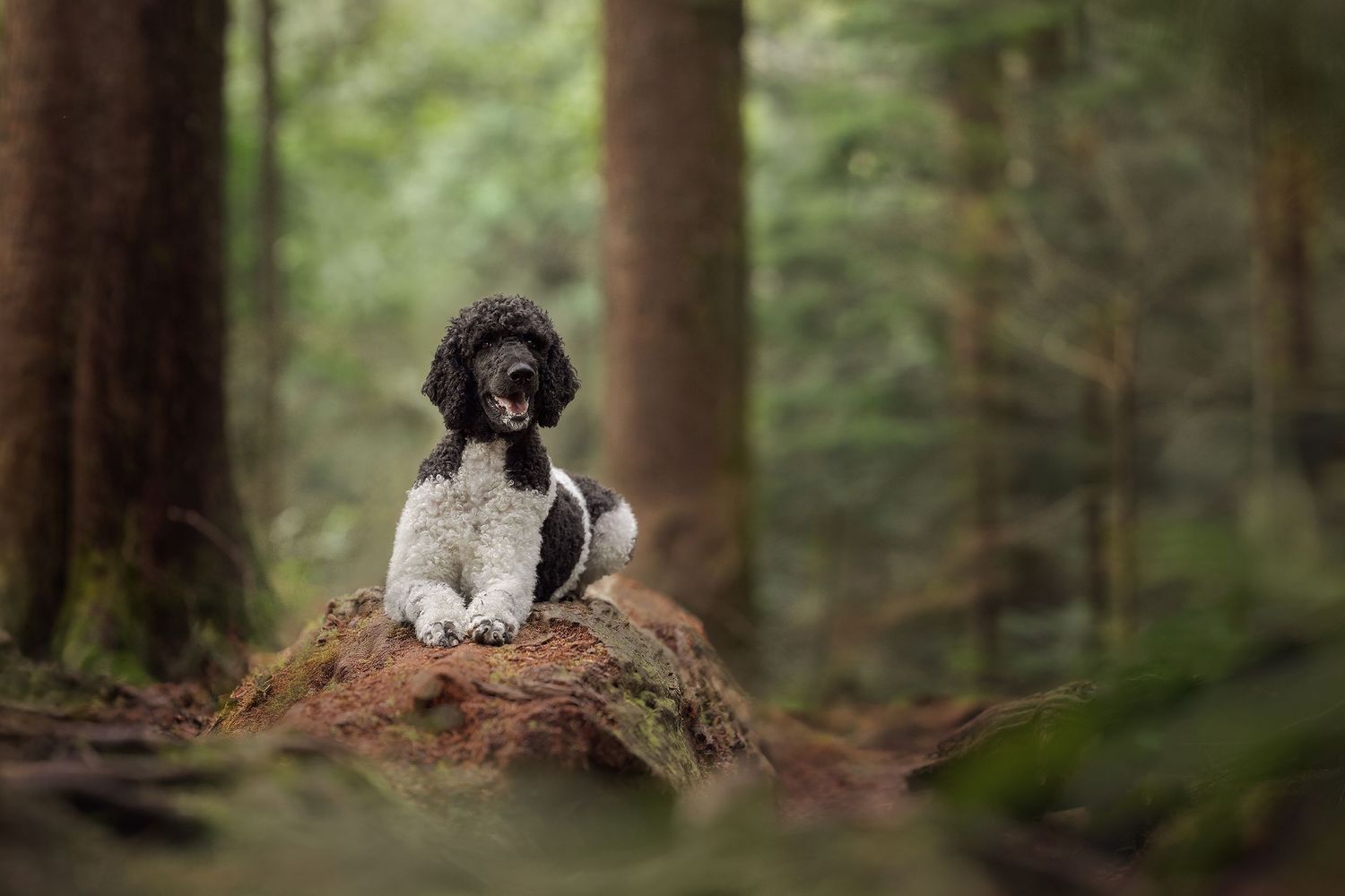 Black and white Springer Spaniel dog sitting on a mossy rock in a lush green forest setting.