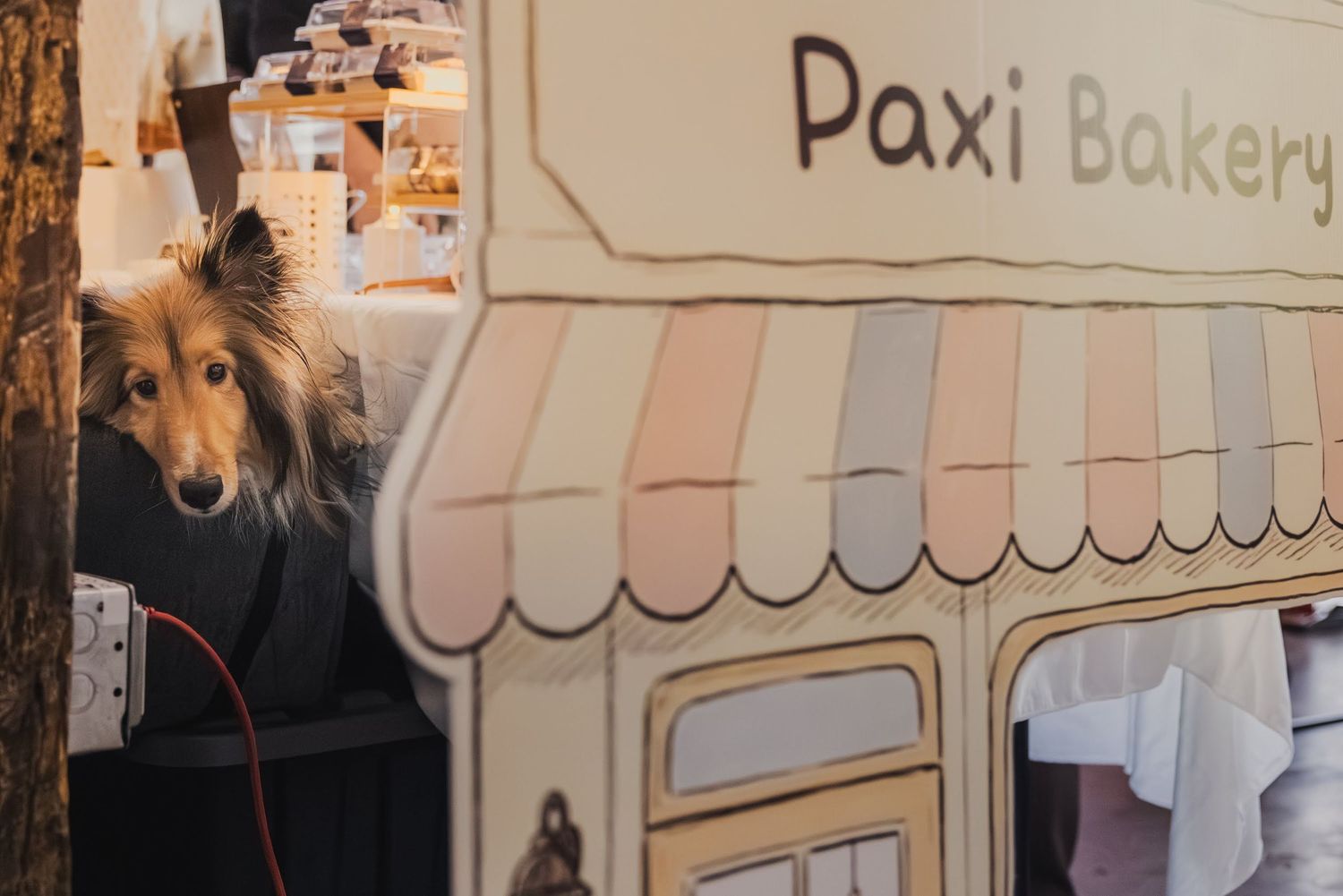 Collie dog peeking out from inside a Paxi Bakery cardboard storefront display.