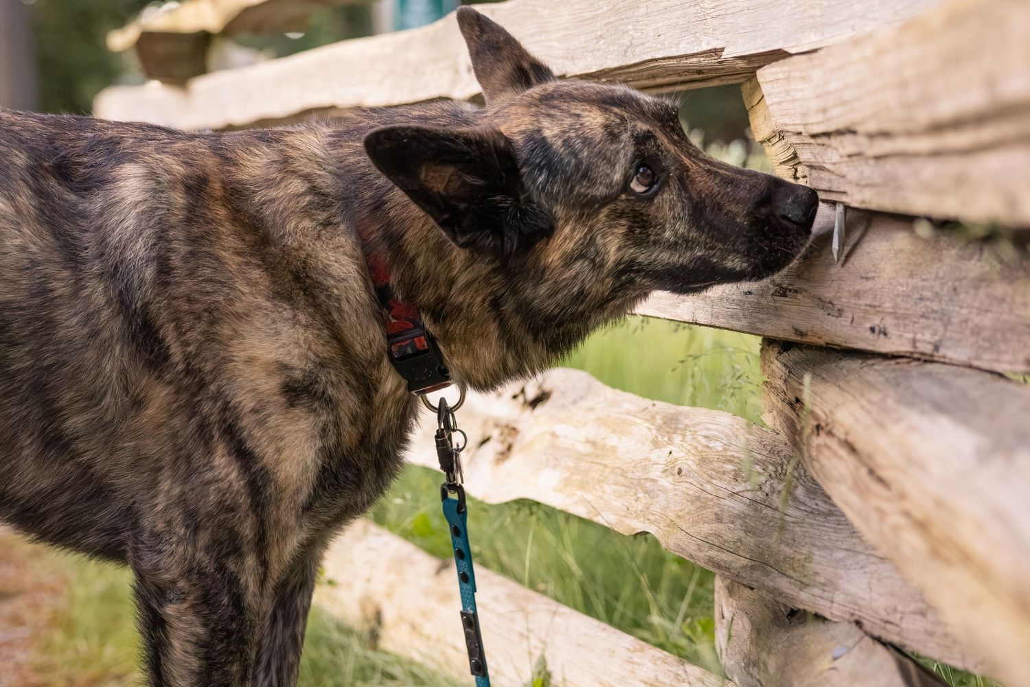 Brindle dog on a leash sniffing a rustic wooden fence outdoors.