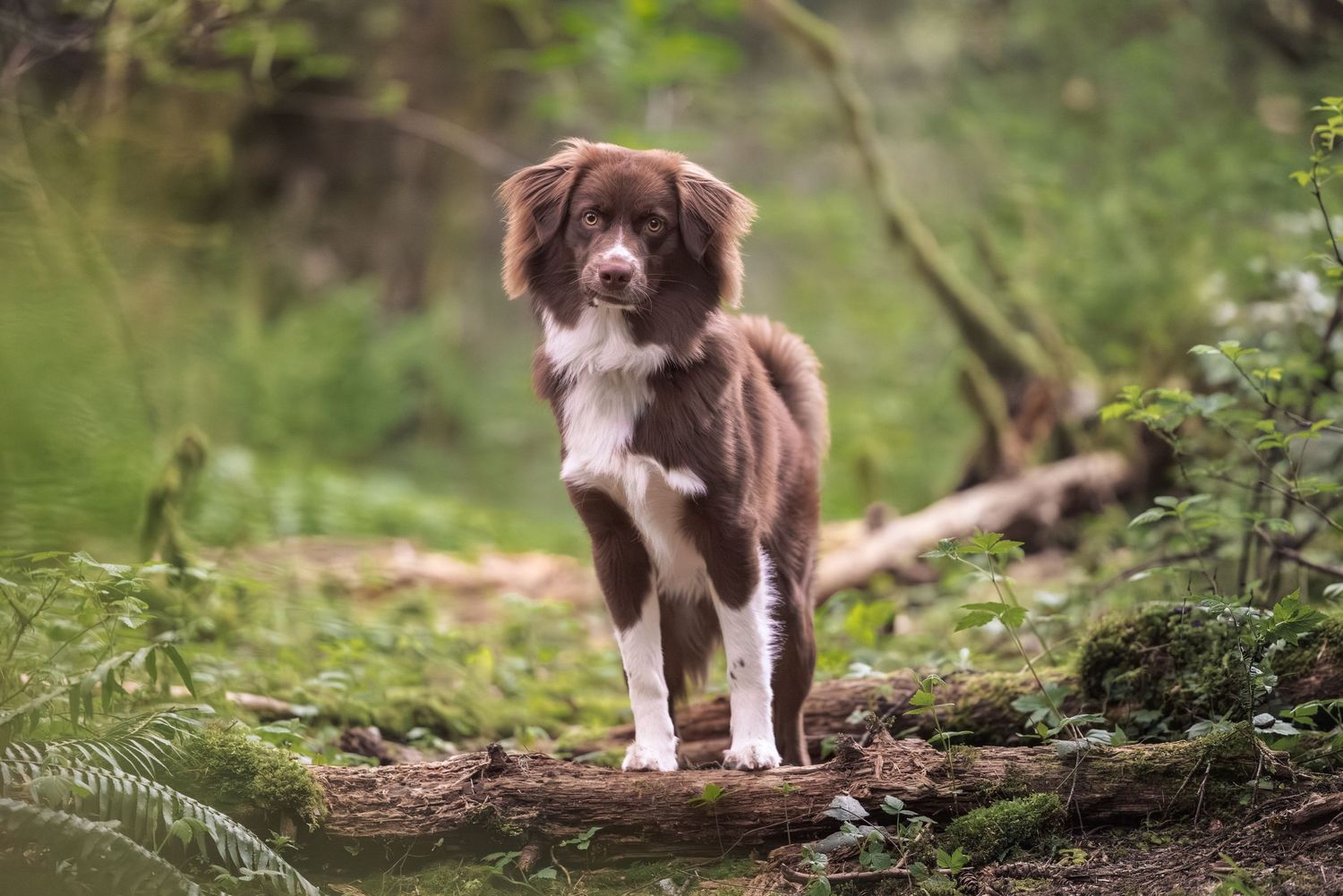 A brown and white Border Collie dog stands alert on a mossy log in a lush green forest setting.