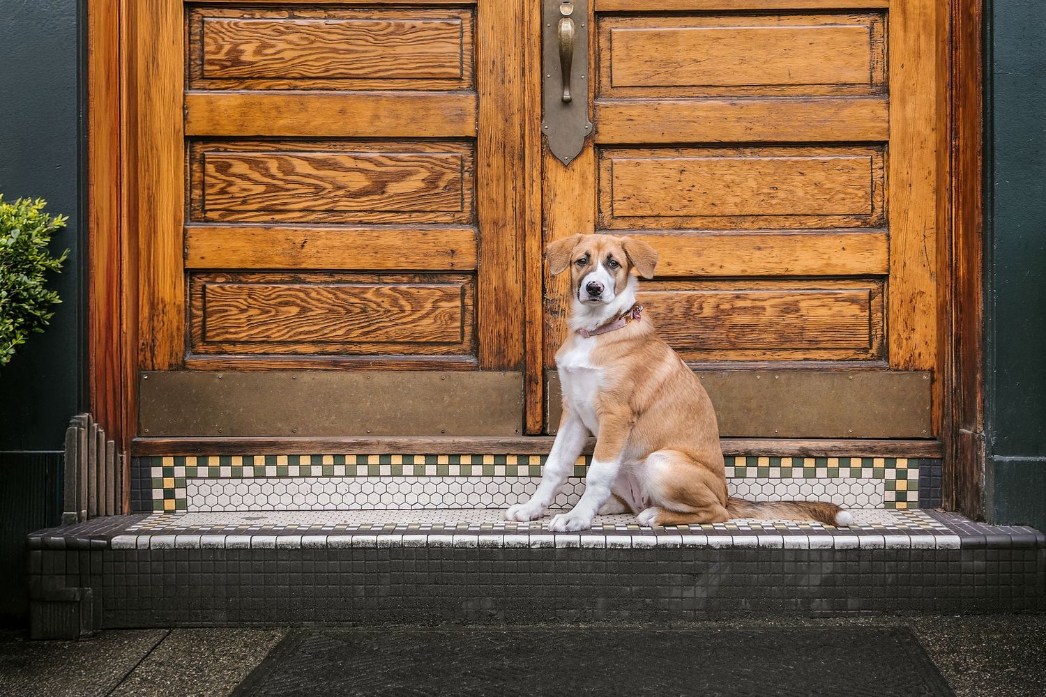 A friendly dog sitting on a tiled doorstep in front of a classic wooden door.