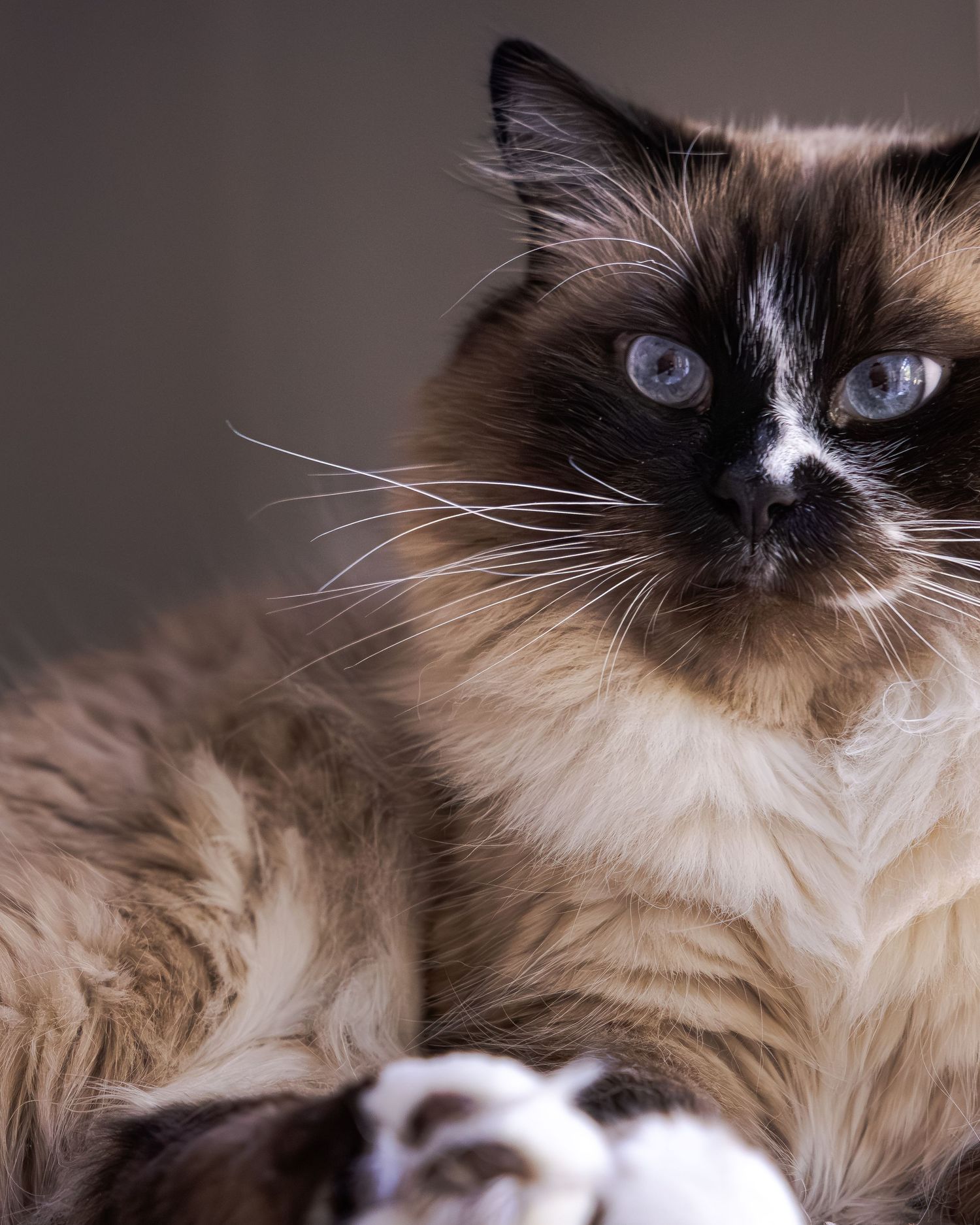 A fluffy Ragdoll cat with blue eyes, dark facial markings, and cream fur poses gracefully against a neutral background.