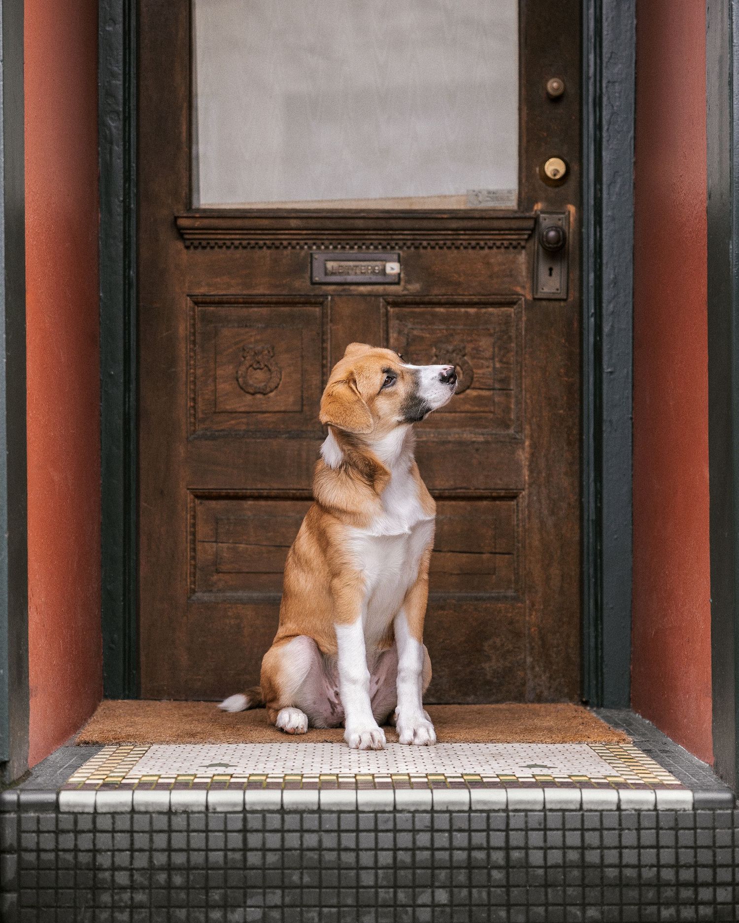 A brown and white dog sits attentively on a tiled doorstep in front of an ornate wooden door.