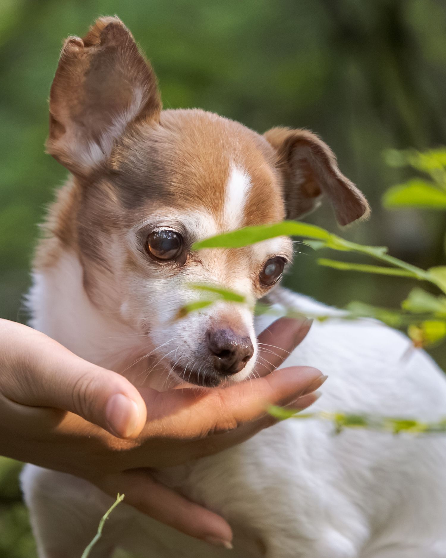 A small brown and white Chihuahua puppy resting its chin on a human hand outdoors among green leaves.