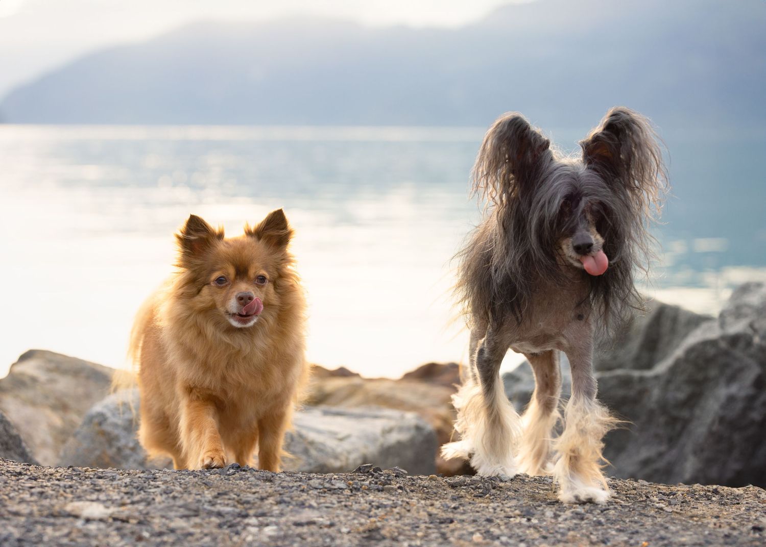 Small dogs playing and posing on a rocky beach at sunset with mountains in the background.