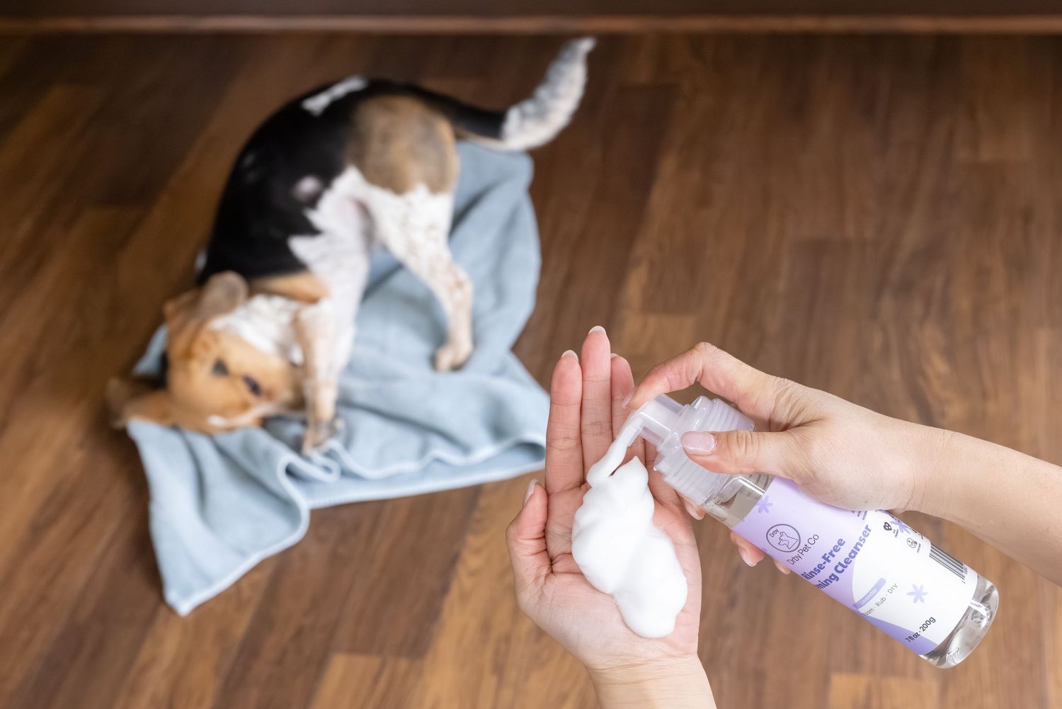 Person dispensing foam pet shampoo into hand while a beagle dog waits on a blue towel on wood floor.