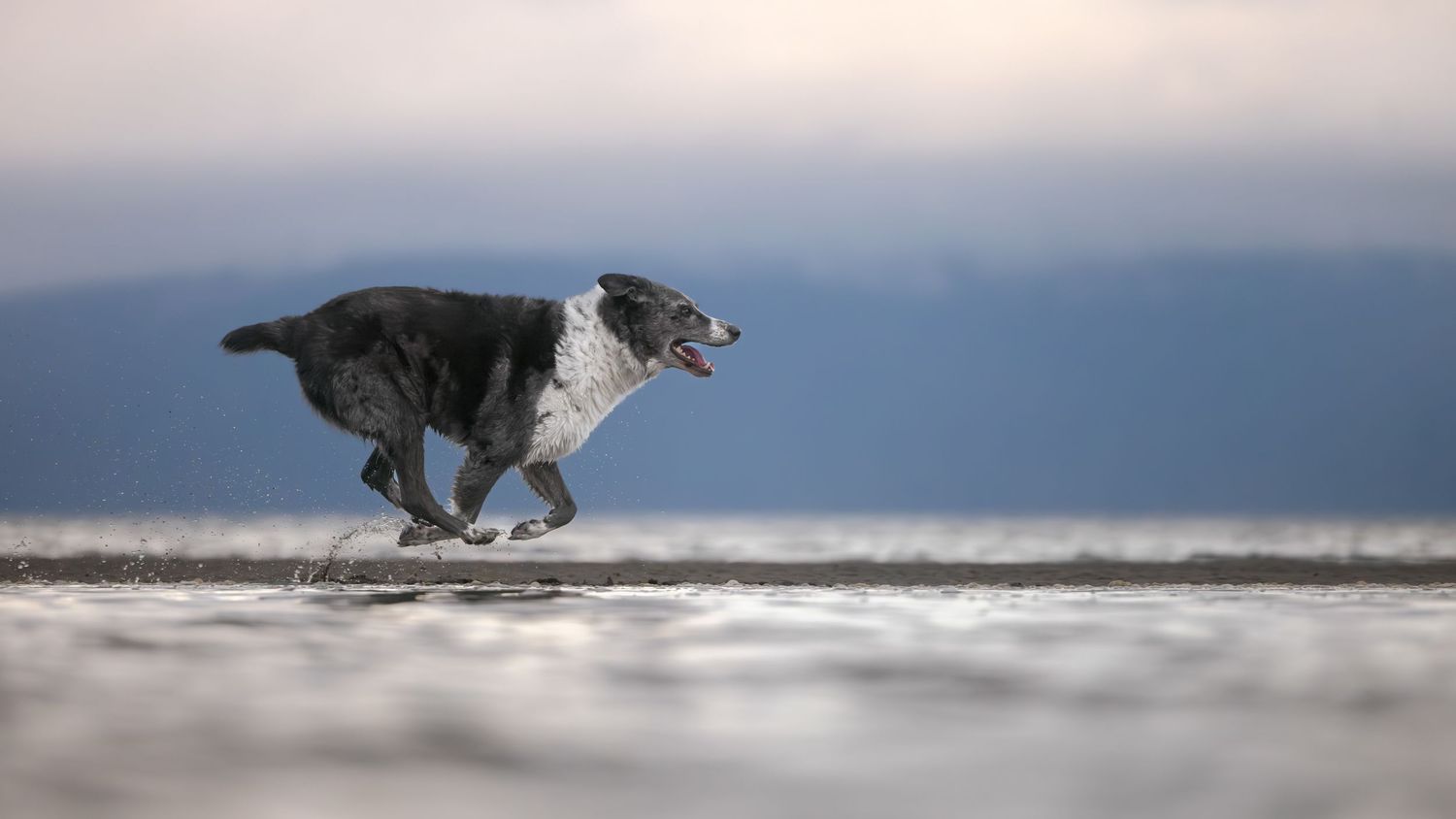 A black and white dog runs energetically along a beach shoreline with a blurred blue background.