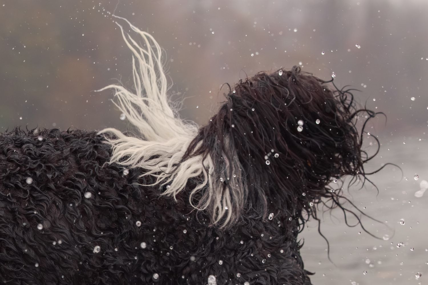Black curly-haired horse with white mane blowing in snowy winter wind outdoors.