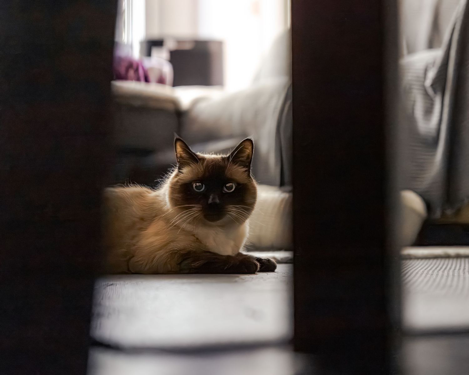 A Siamese cat with blue eyes lying on the floor, viewed through furniture legs in a cozy home.