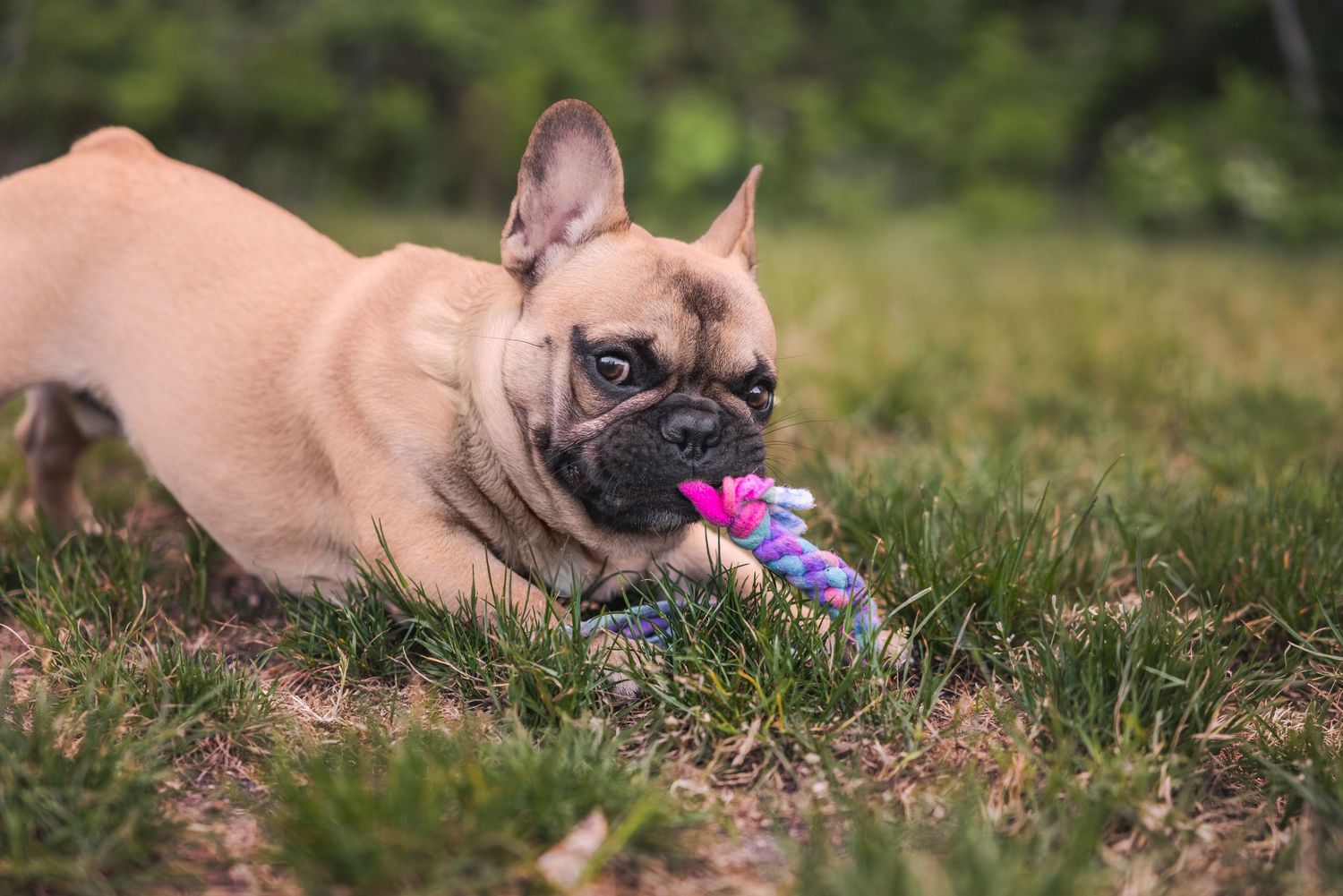A fawn French Bulldog puppy chews on a colorful toy while lying in green grass outdoors.