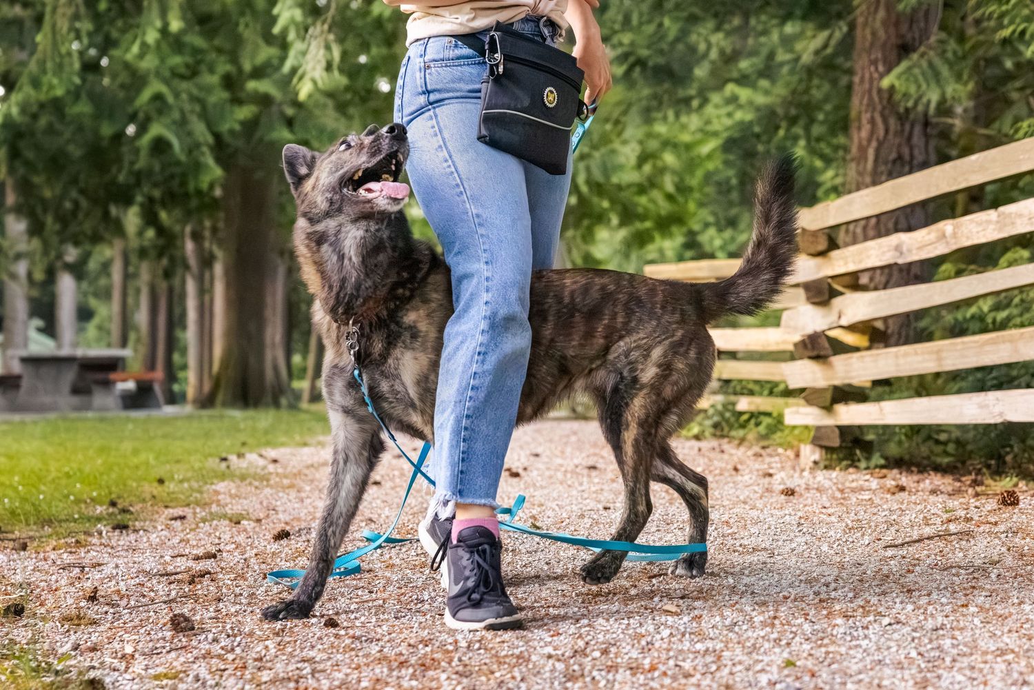 Woman walking a large dark-coated dog on a teal leash in a park setting.