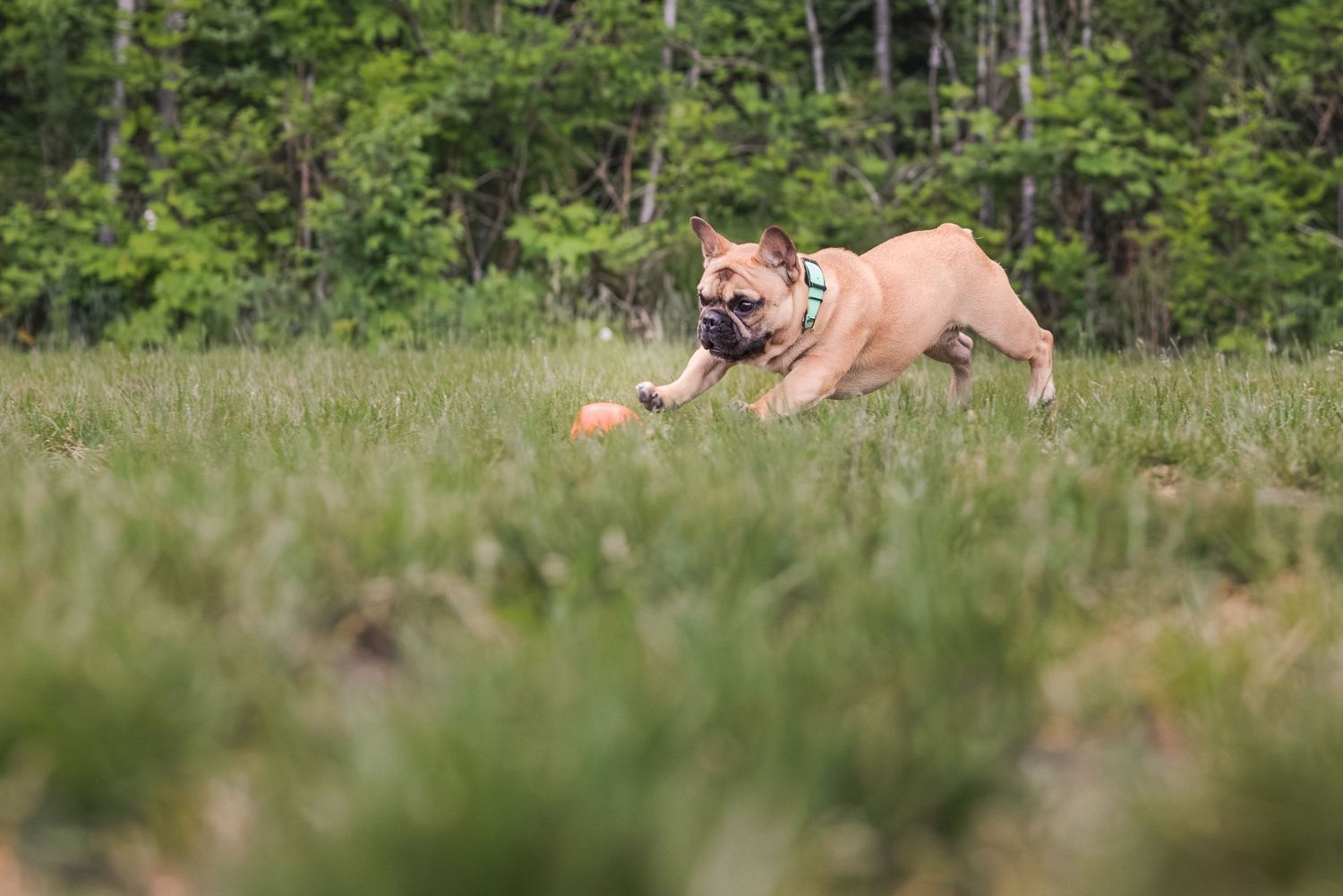 A tan French Bulldog chases an orange ball across a lush green grassy field with trees in the background.