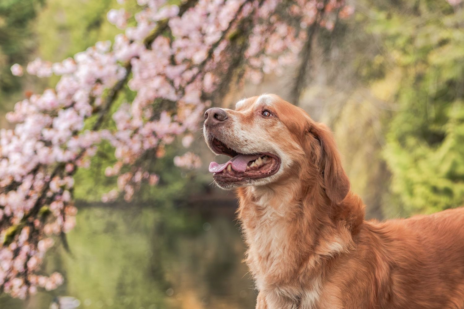 A happy golden retriever dog with tongue out sitting near blooming pink cherry blossom tree in spring garden.